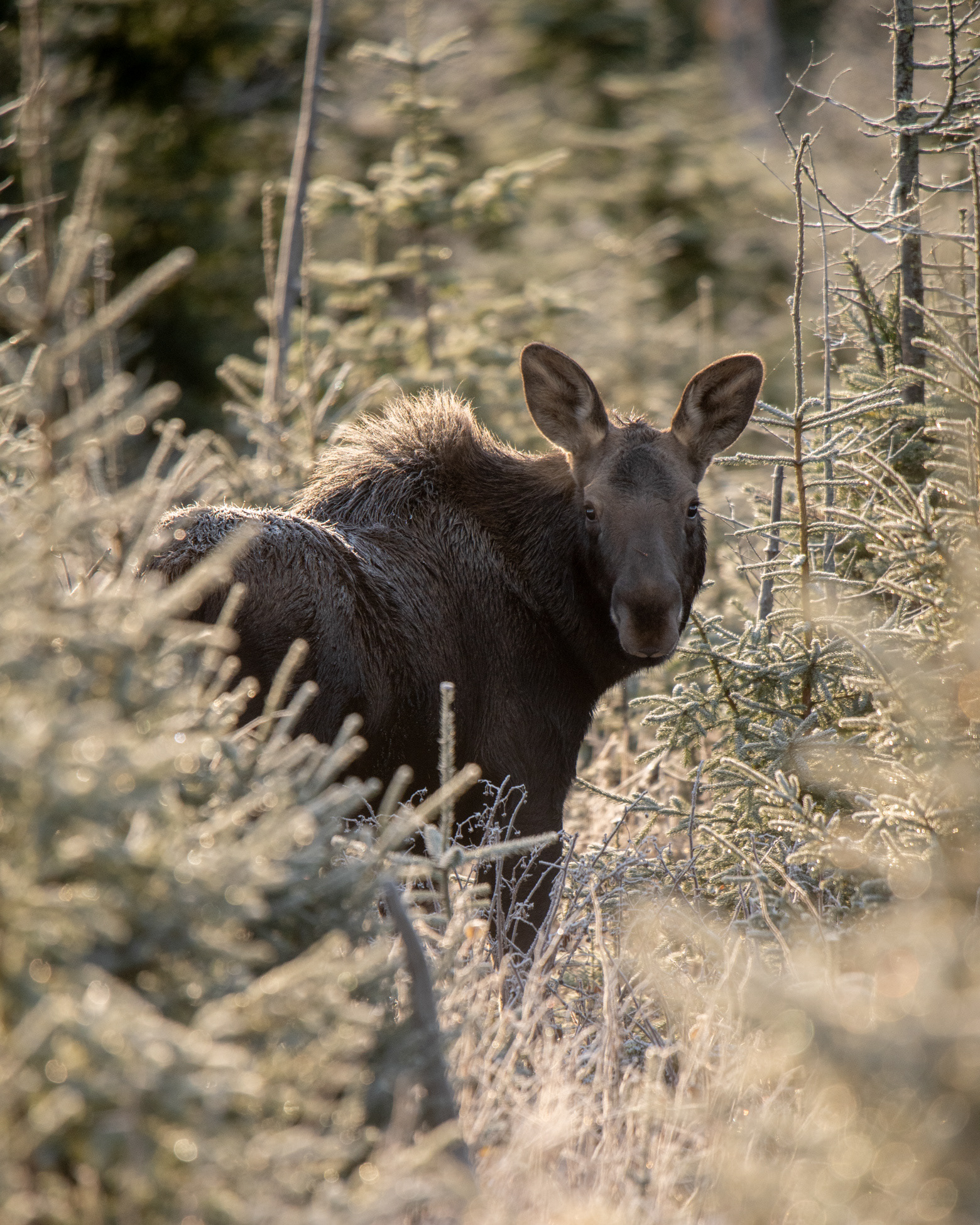 Moose calf