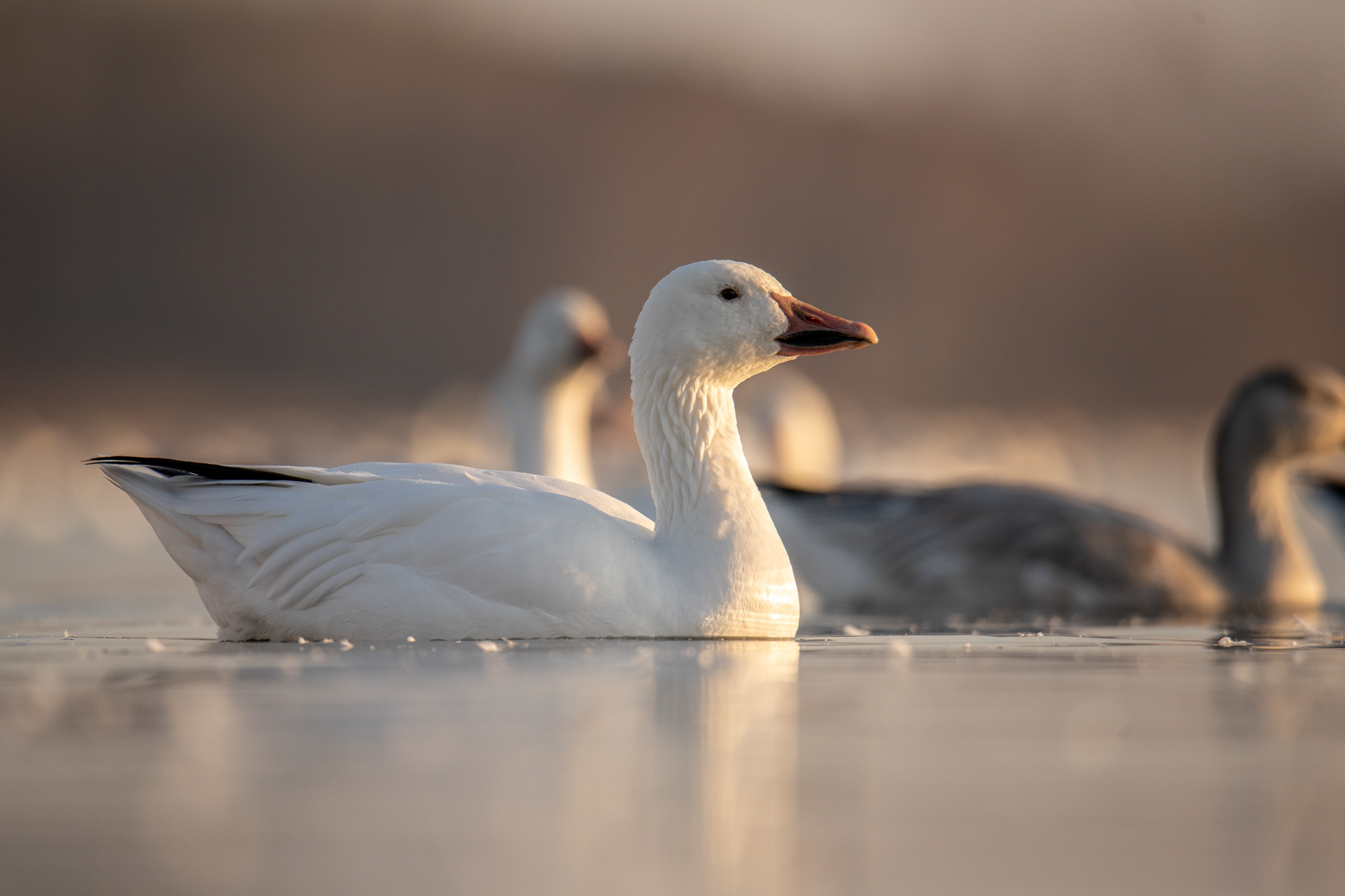 Snow geese