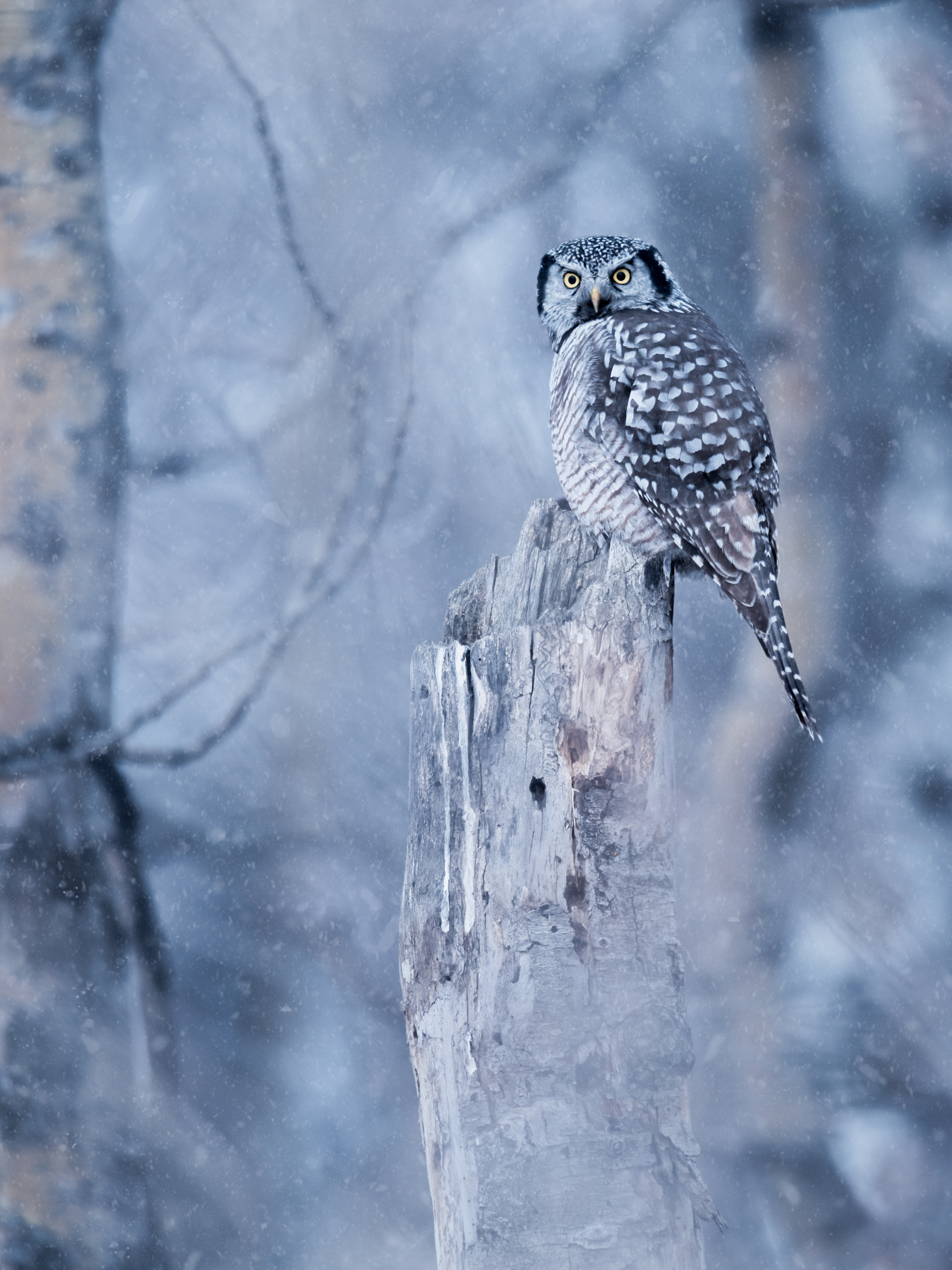 Northern Hawk-Owl