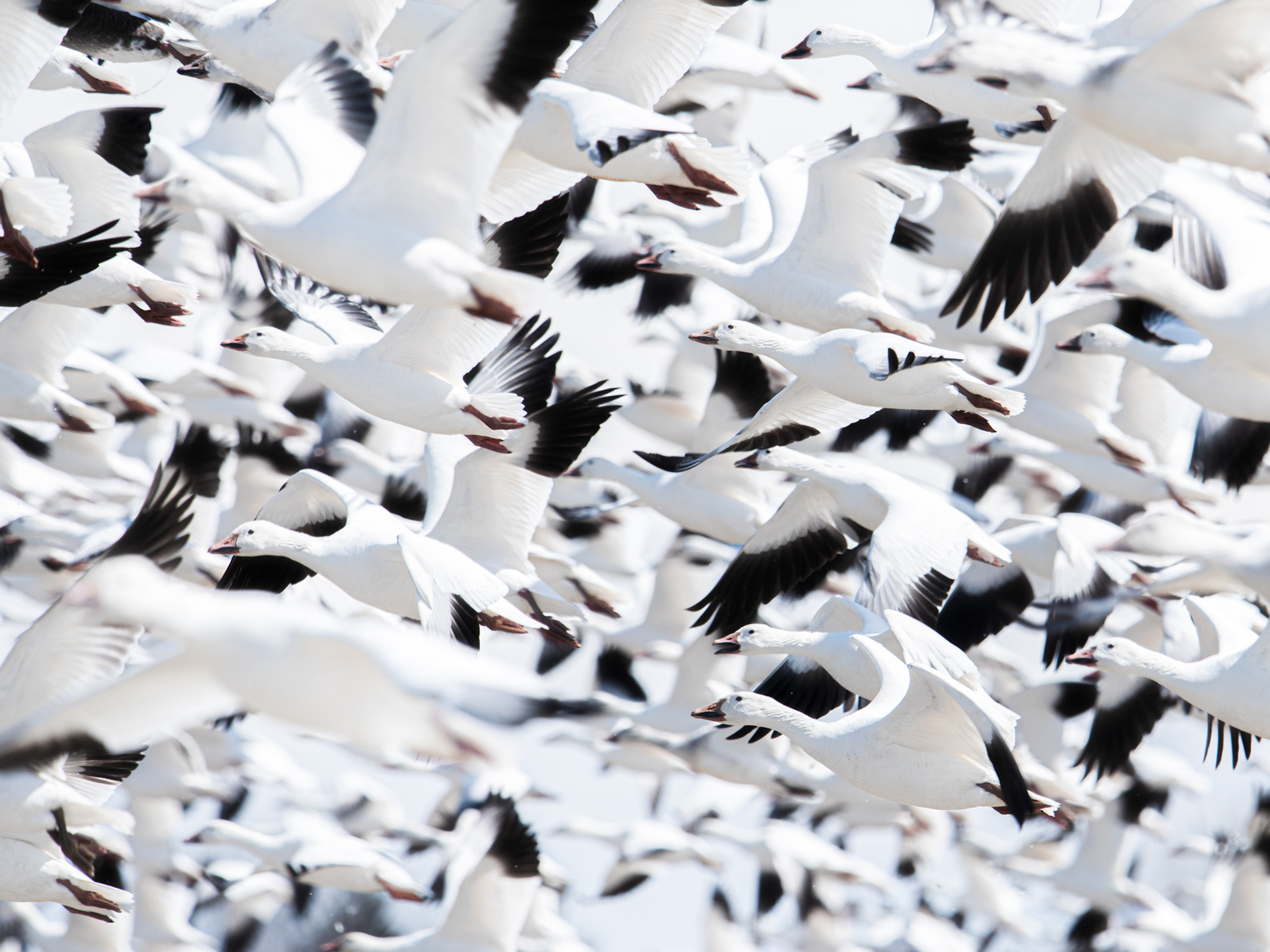 A wall of geese