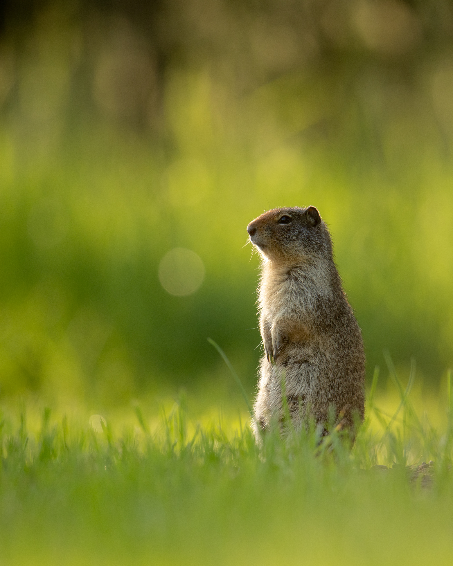 Columbian Ground Squirrel