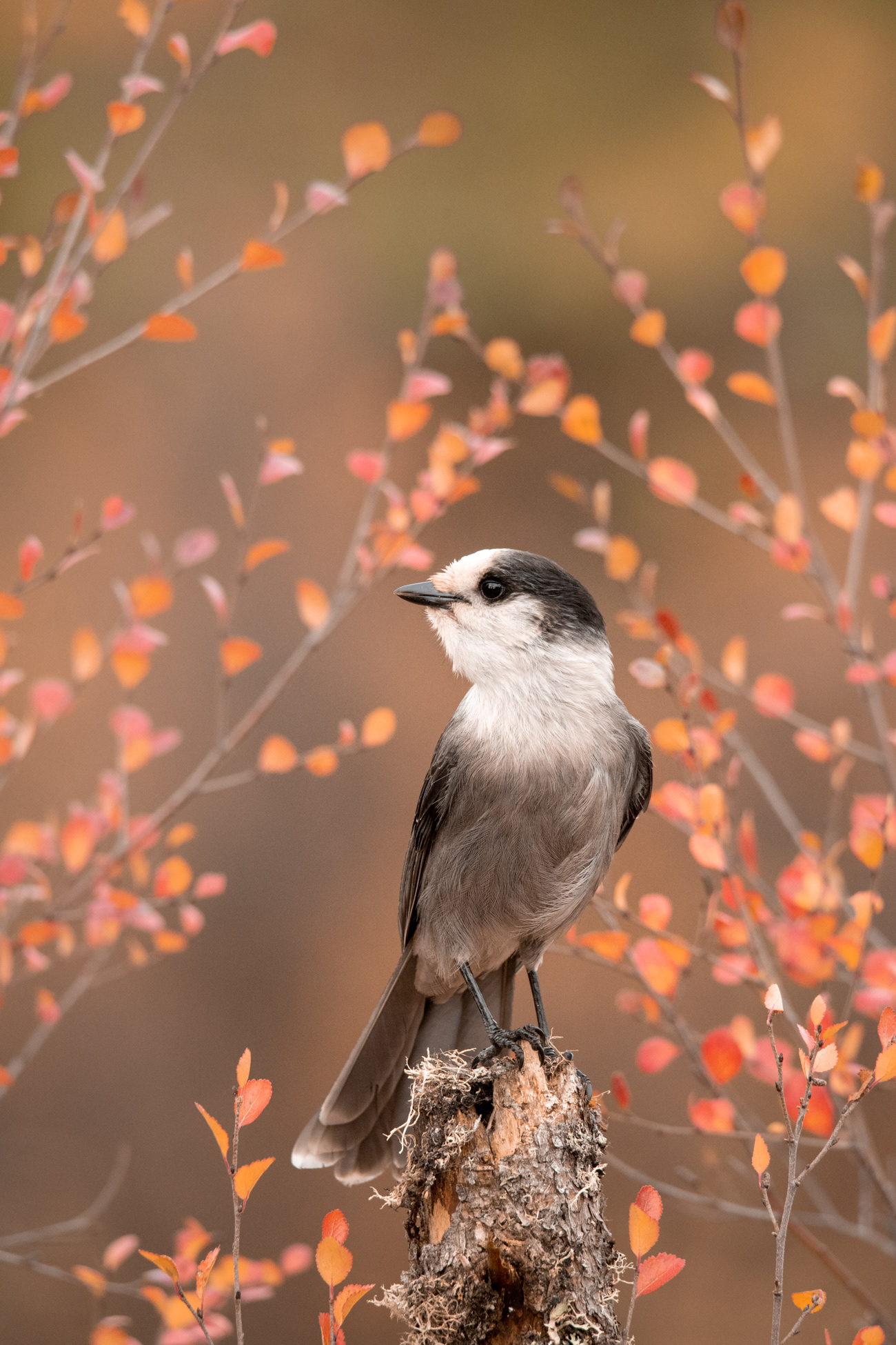 Canada Jay