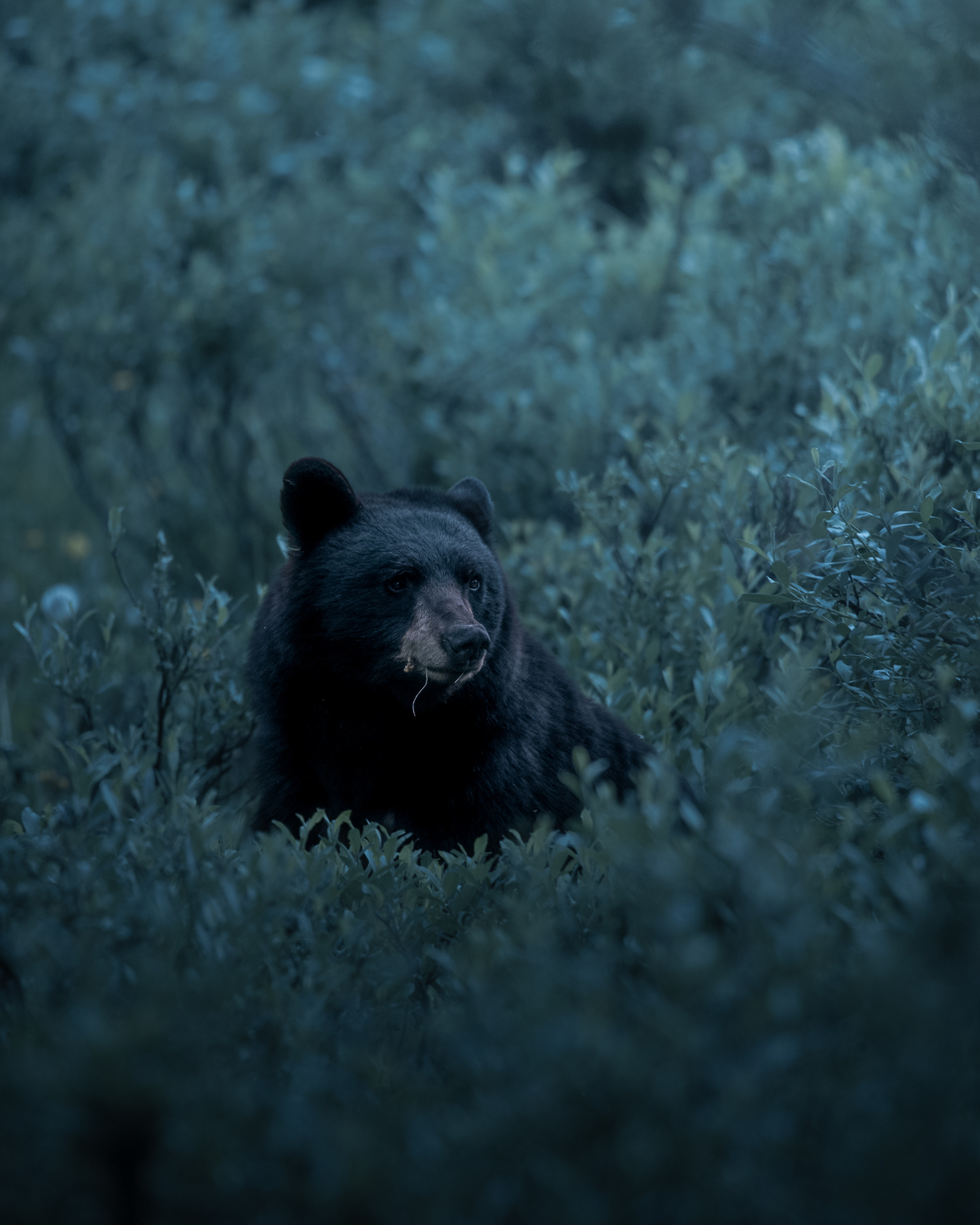 Munching under moonlight