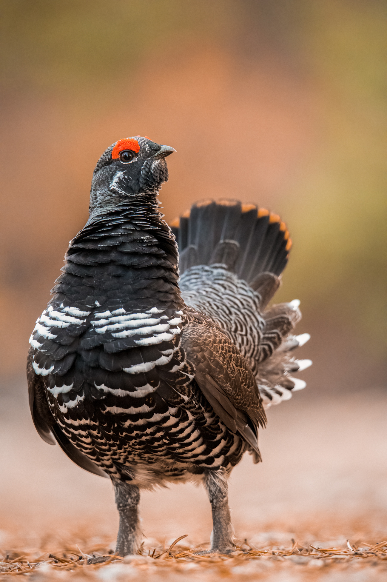 Make yourself look big