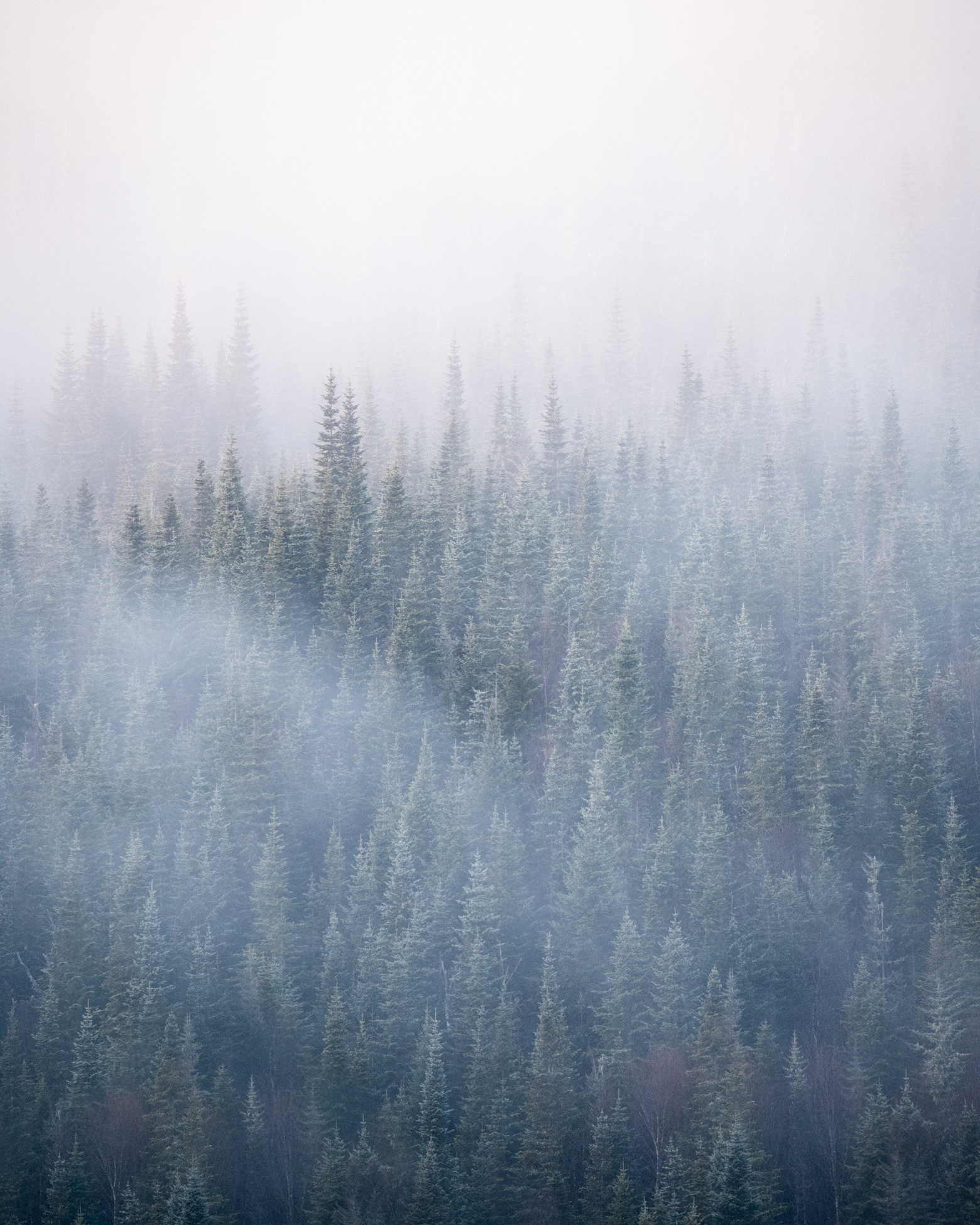 Through the fog