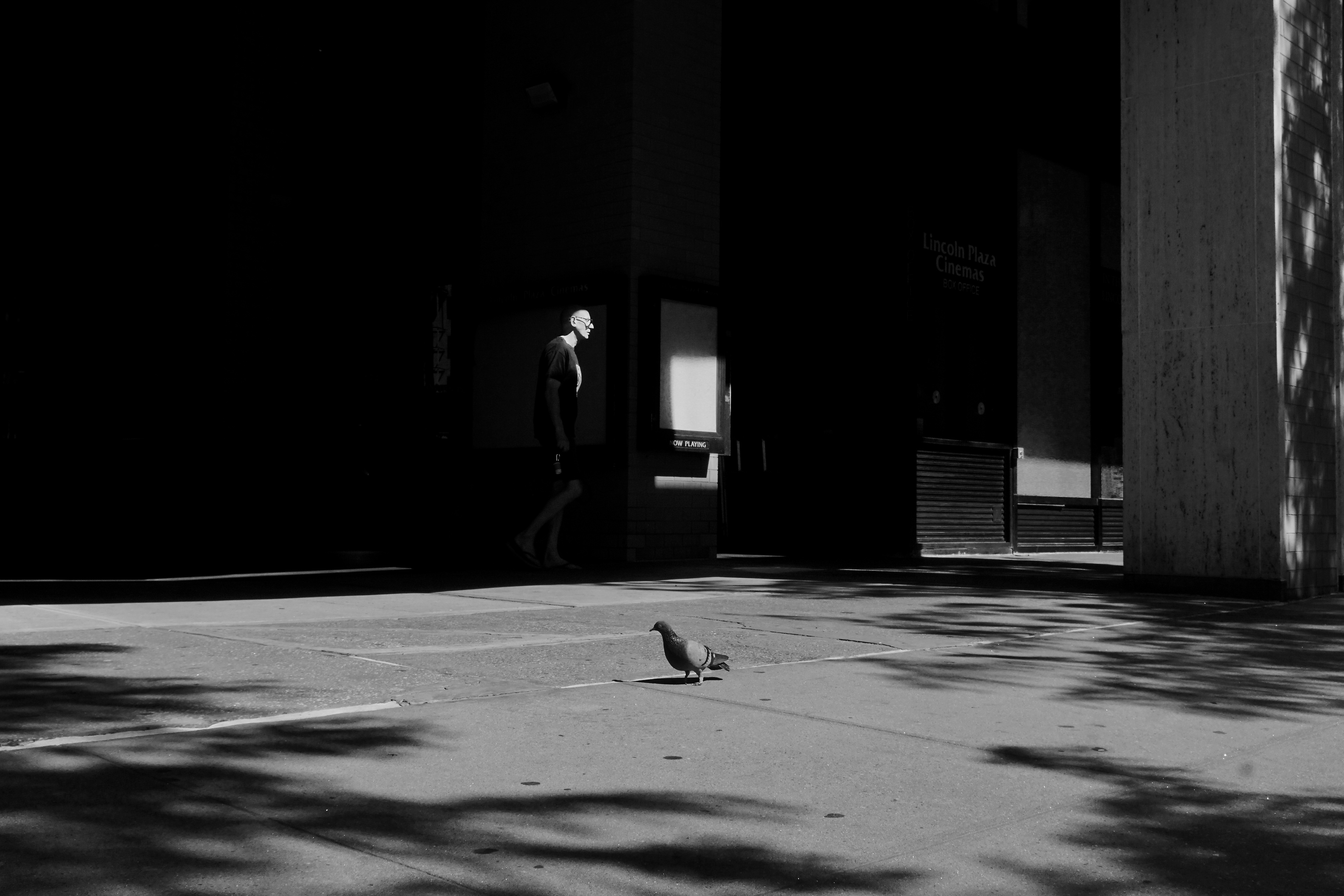 Man and bird