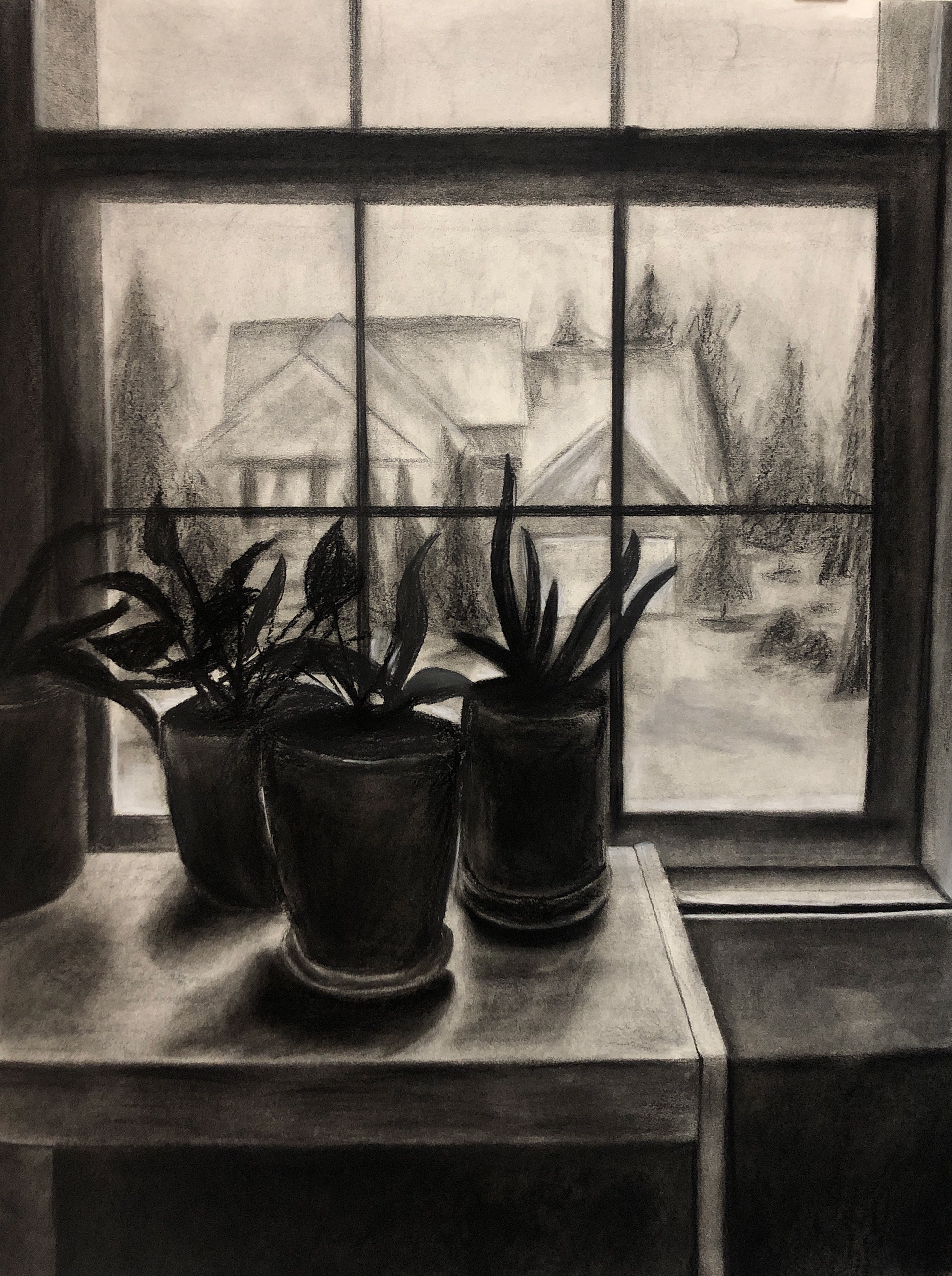 Plants