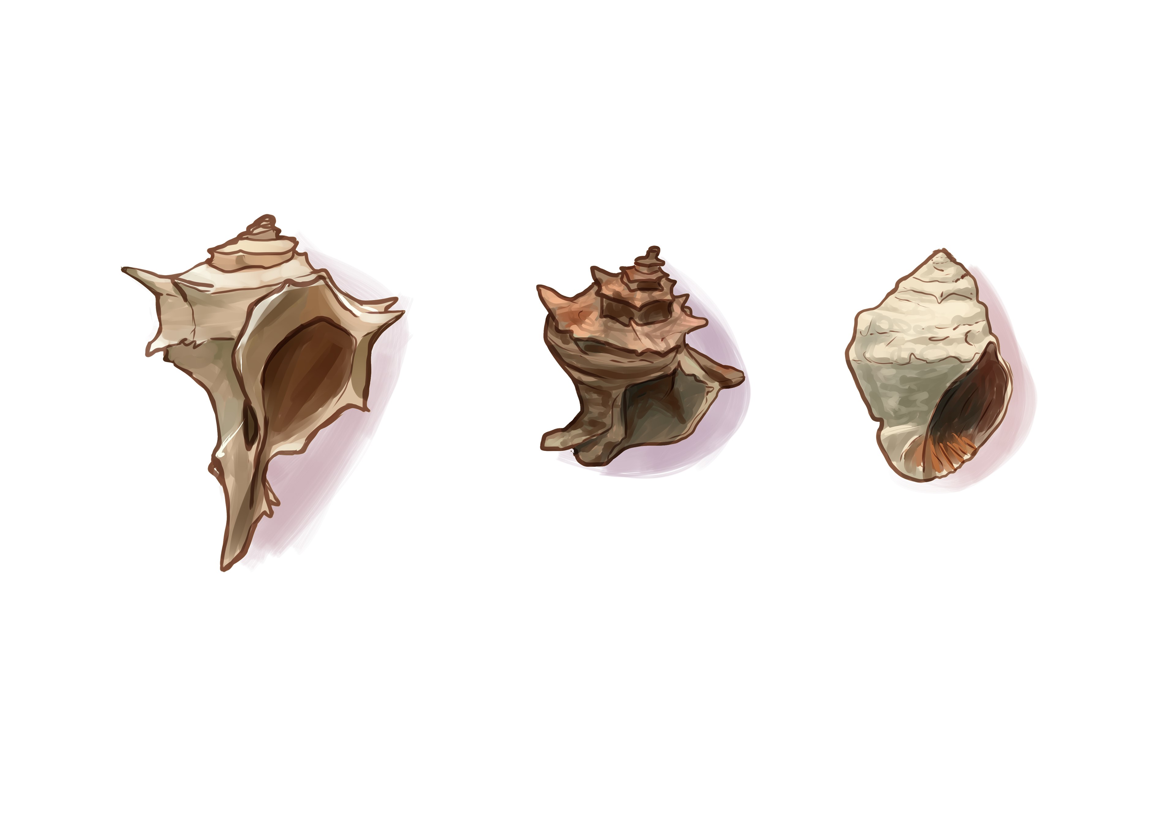Tyrian Purple Shells