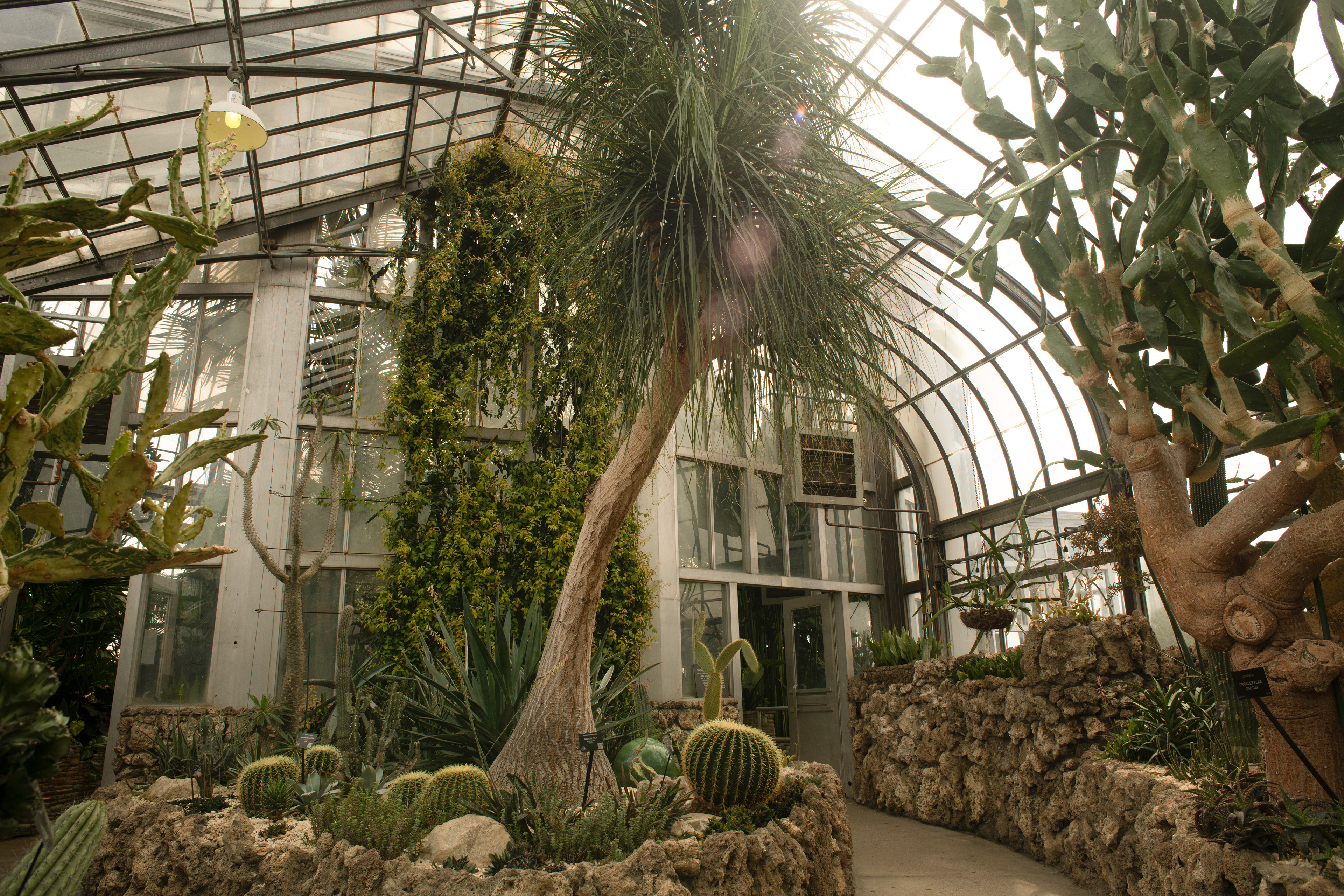 Cactus Garden