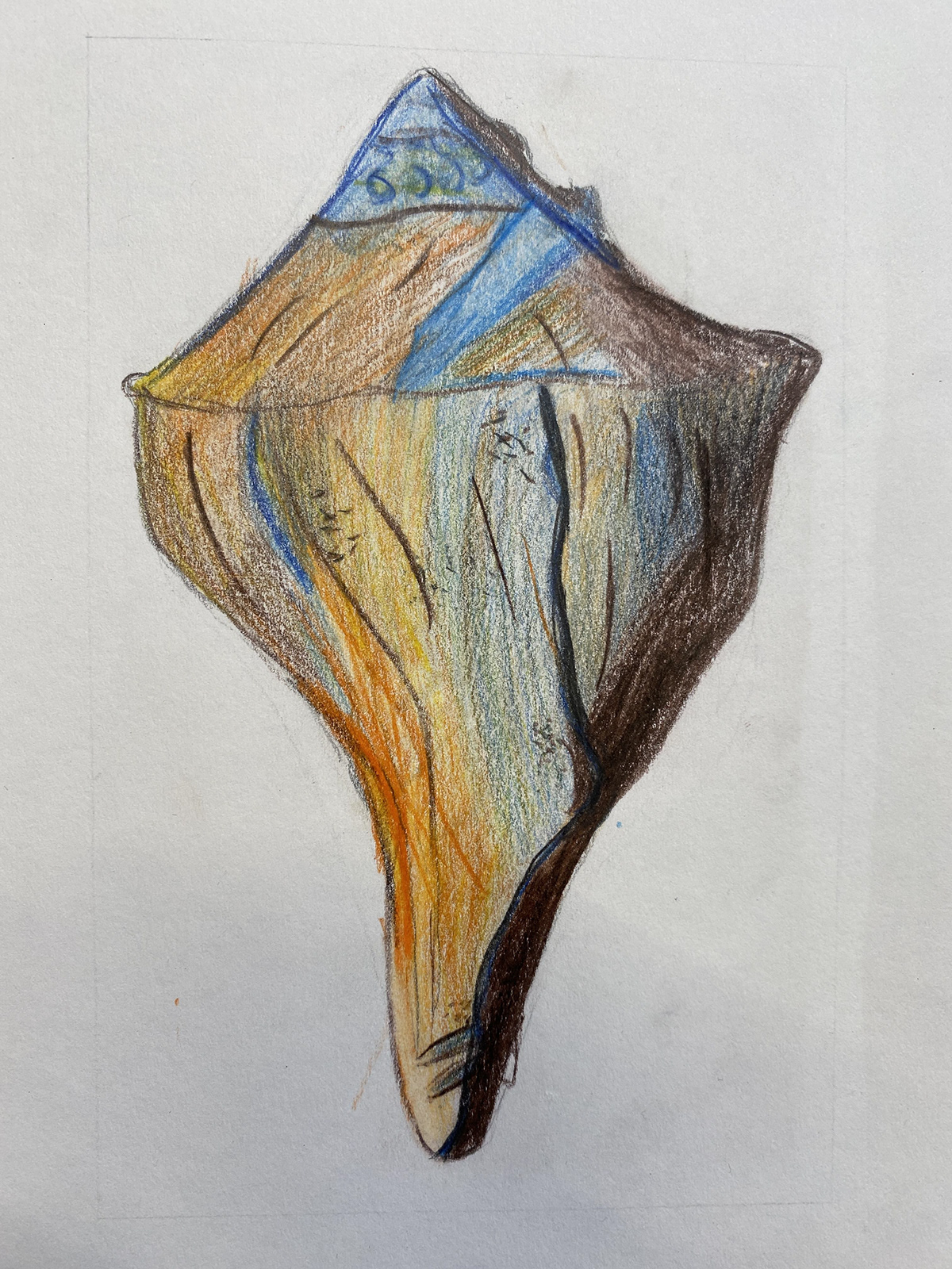 Pancy Shell Drawing Kingsley Art - Shell Drawing