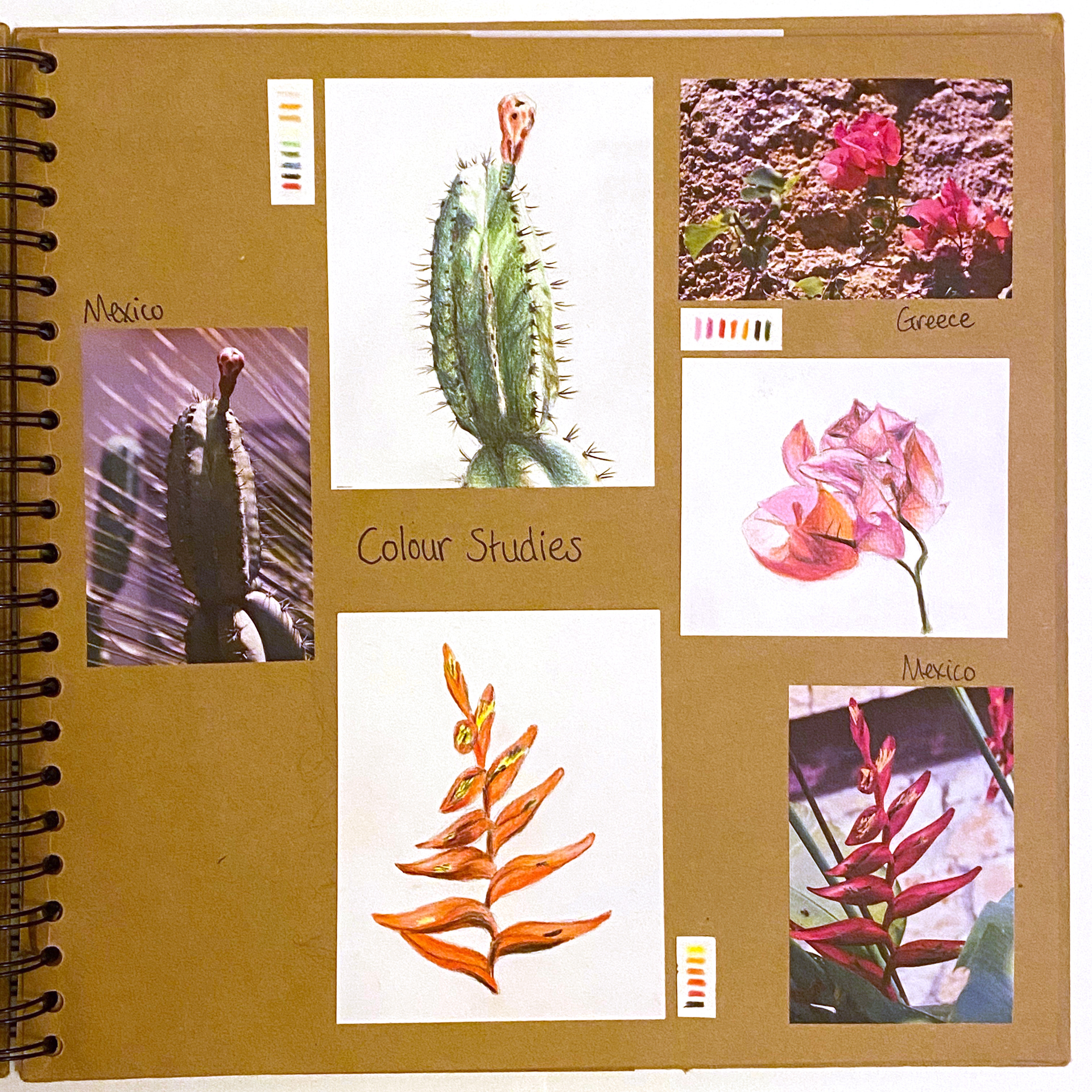 Colouring pencil studies of flowers from around the world