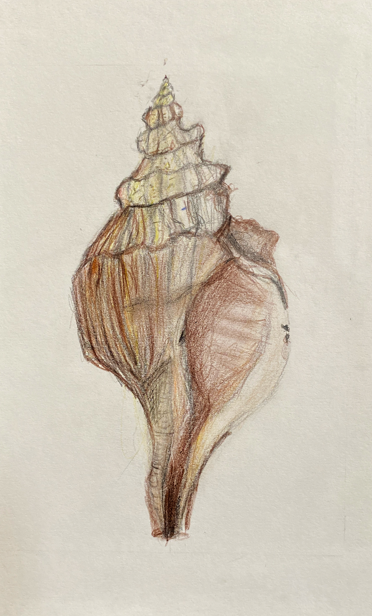Kingsley Art - Shell Drawing