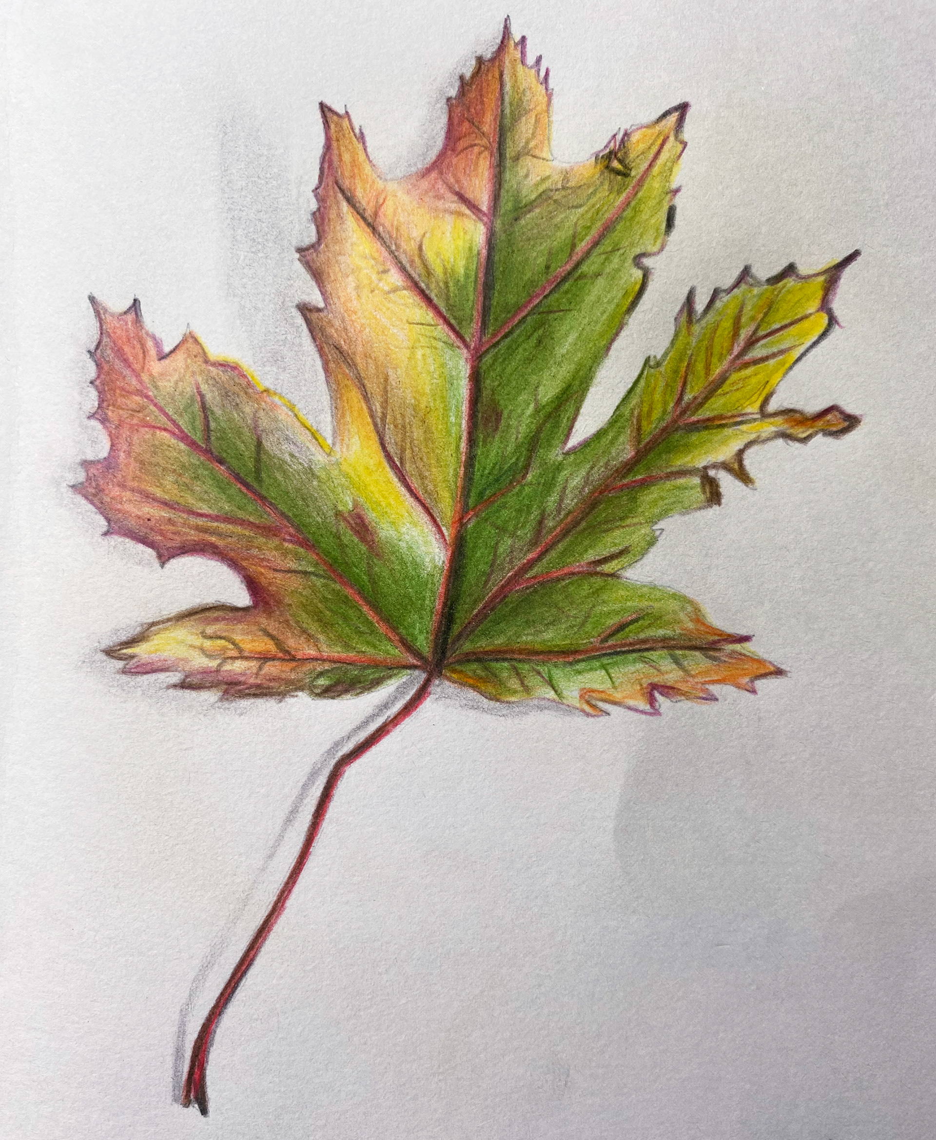 6. Leaf in coloured pencil