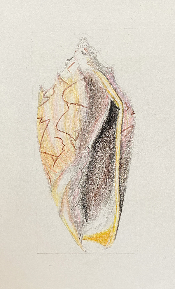 Kingsley Art - Shell Drawing
