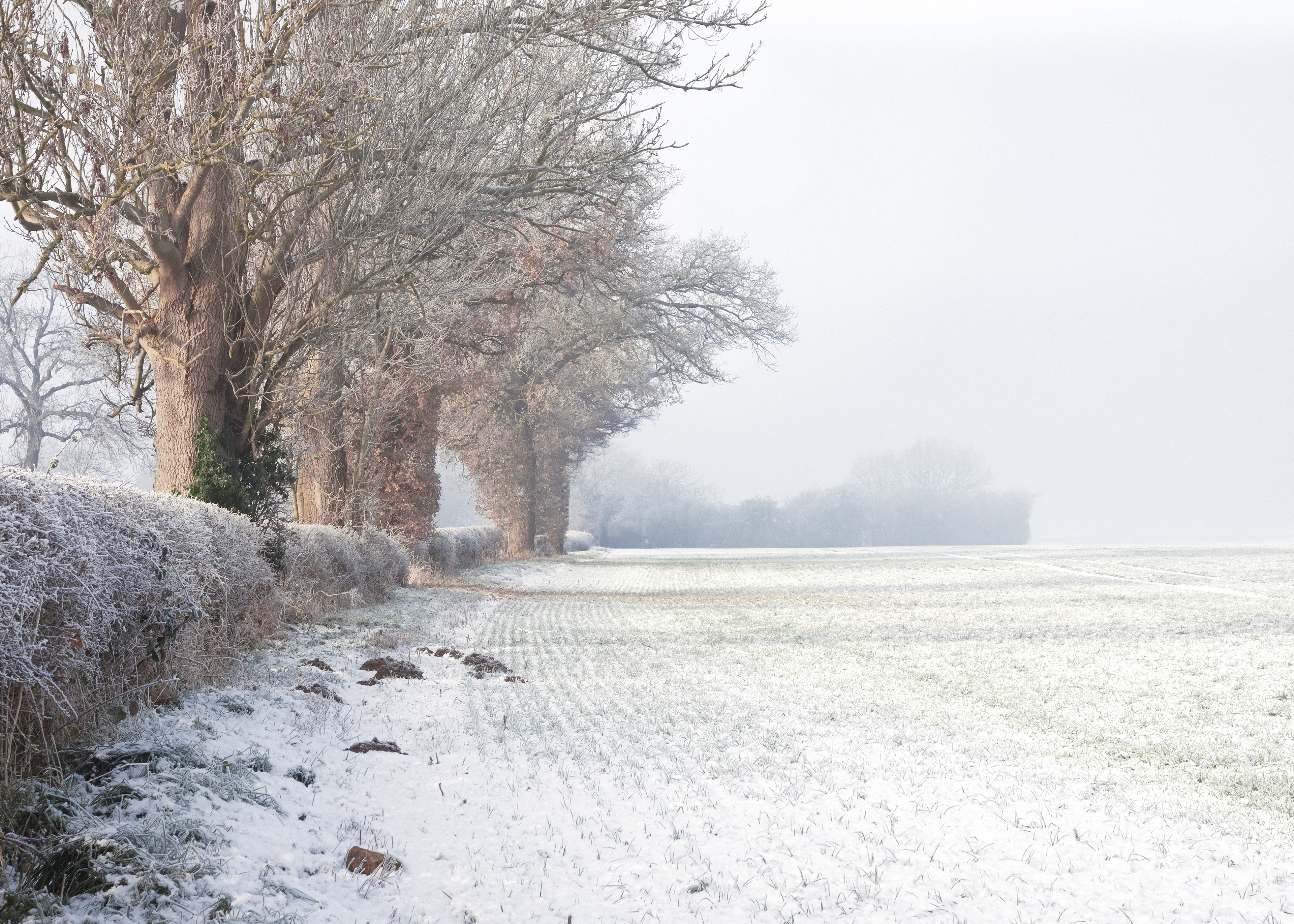 Winter Field