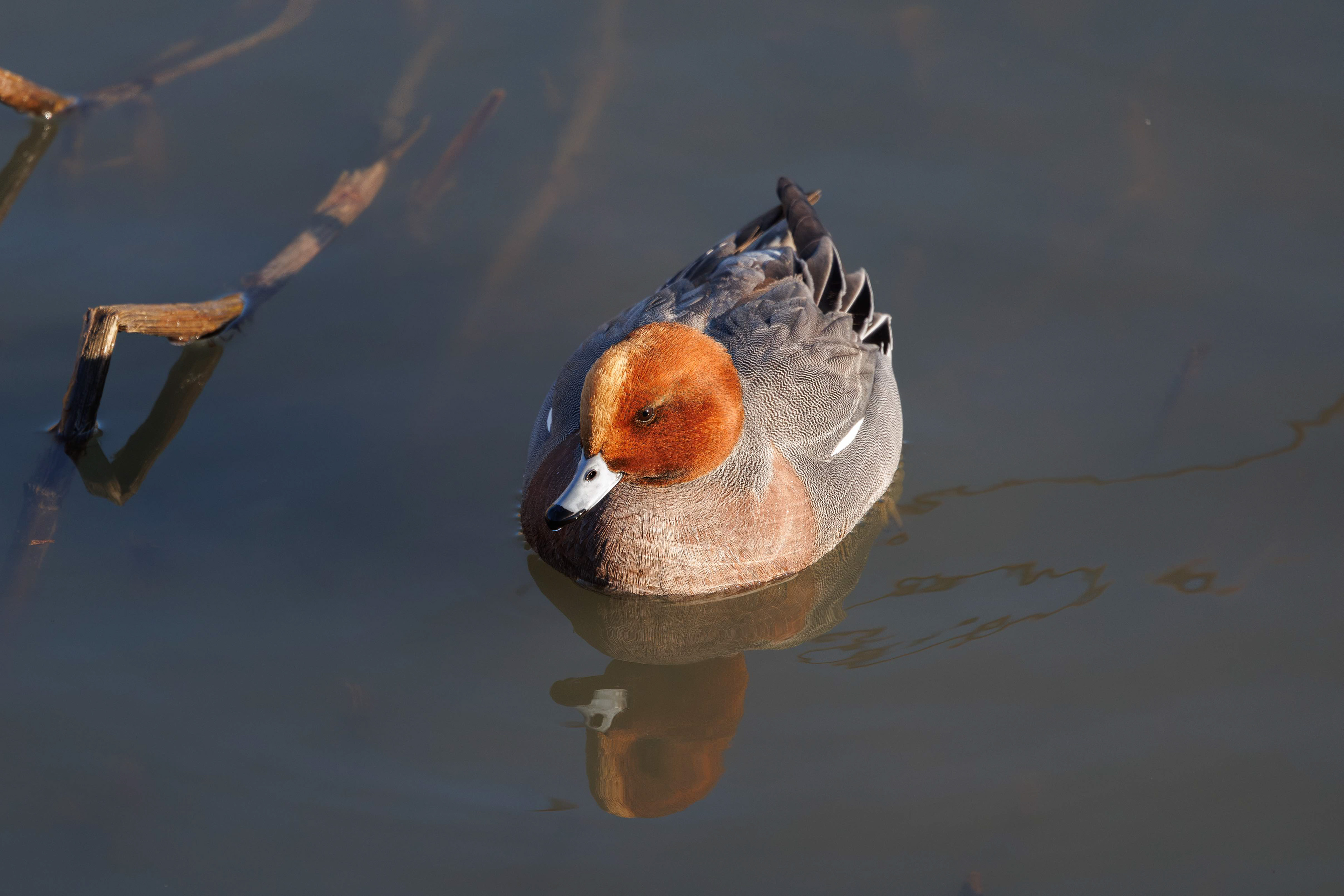 Widgeon