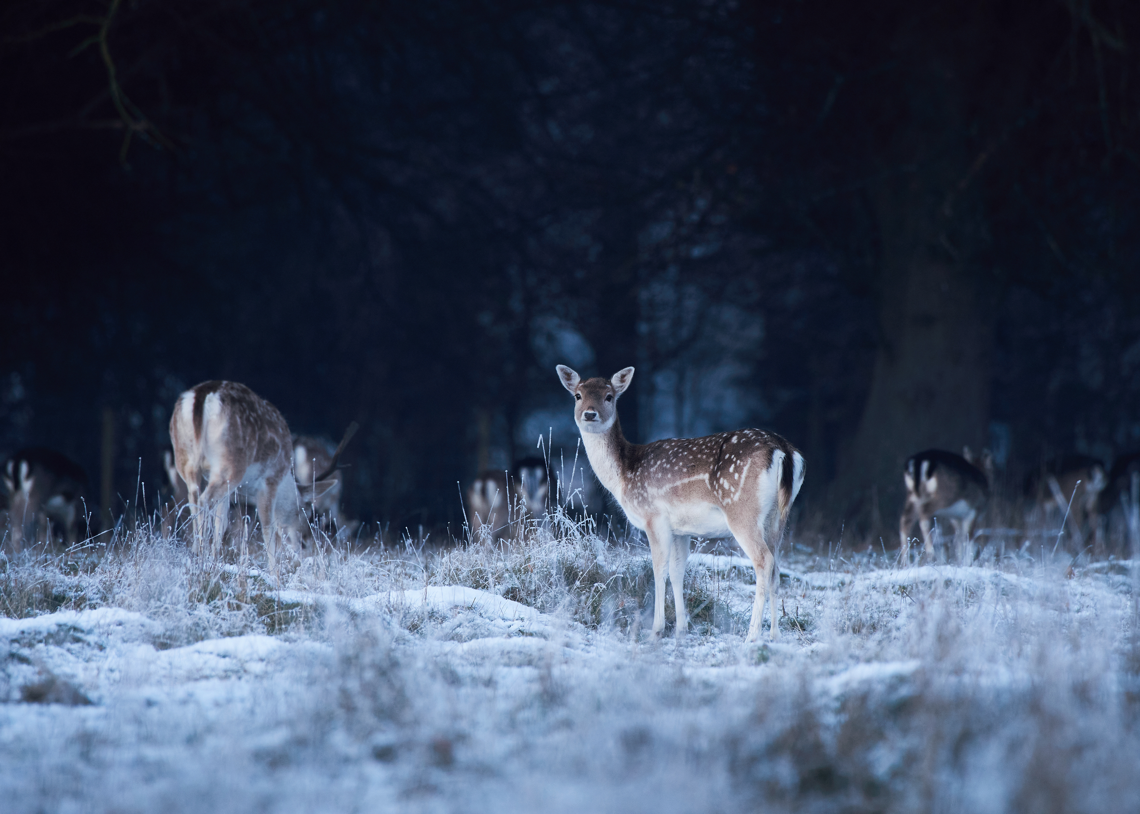 Fallow Deer in Moonlight