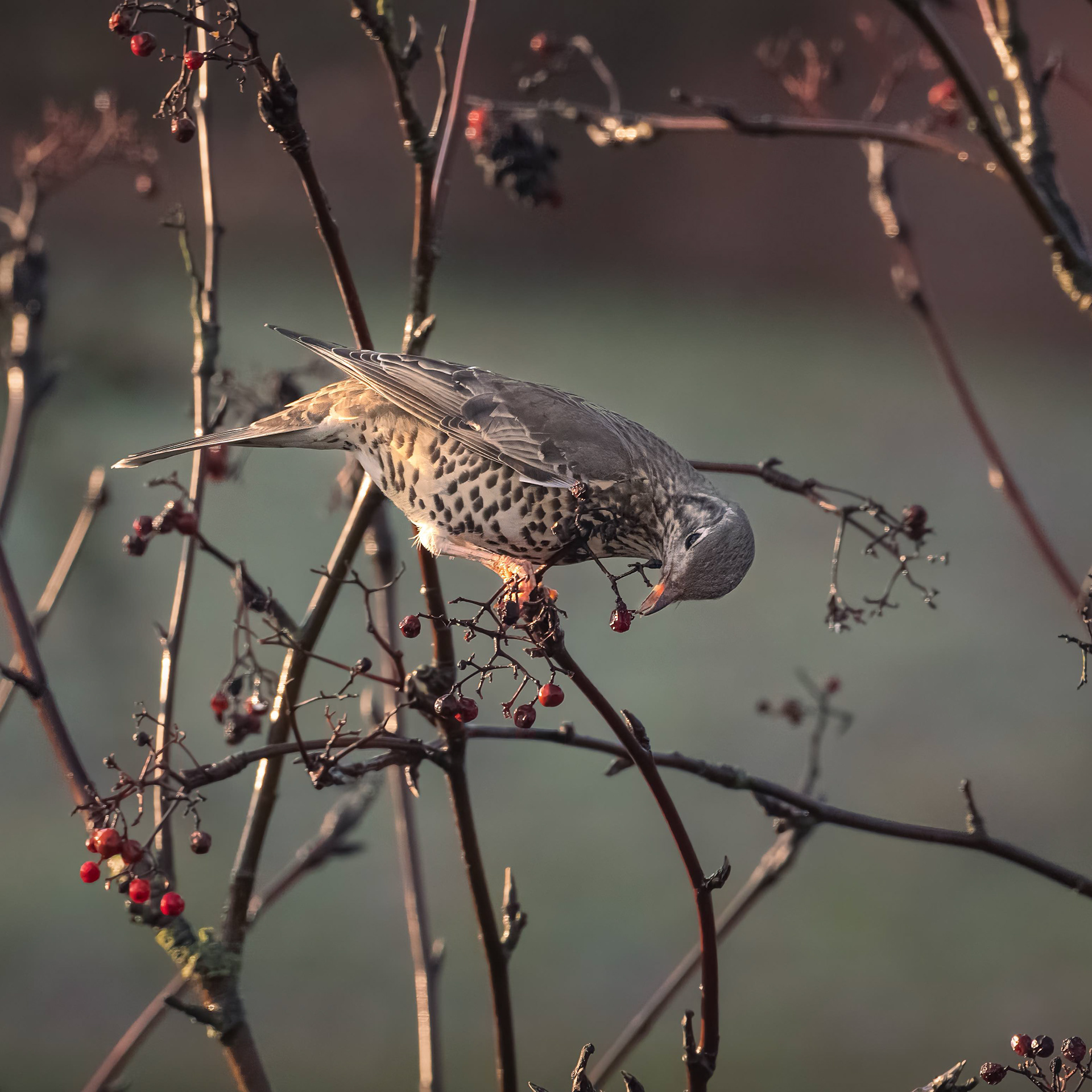 Mistle Thrush