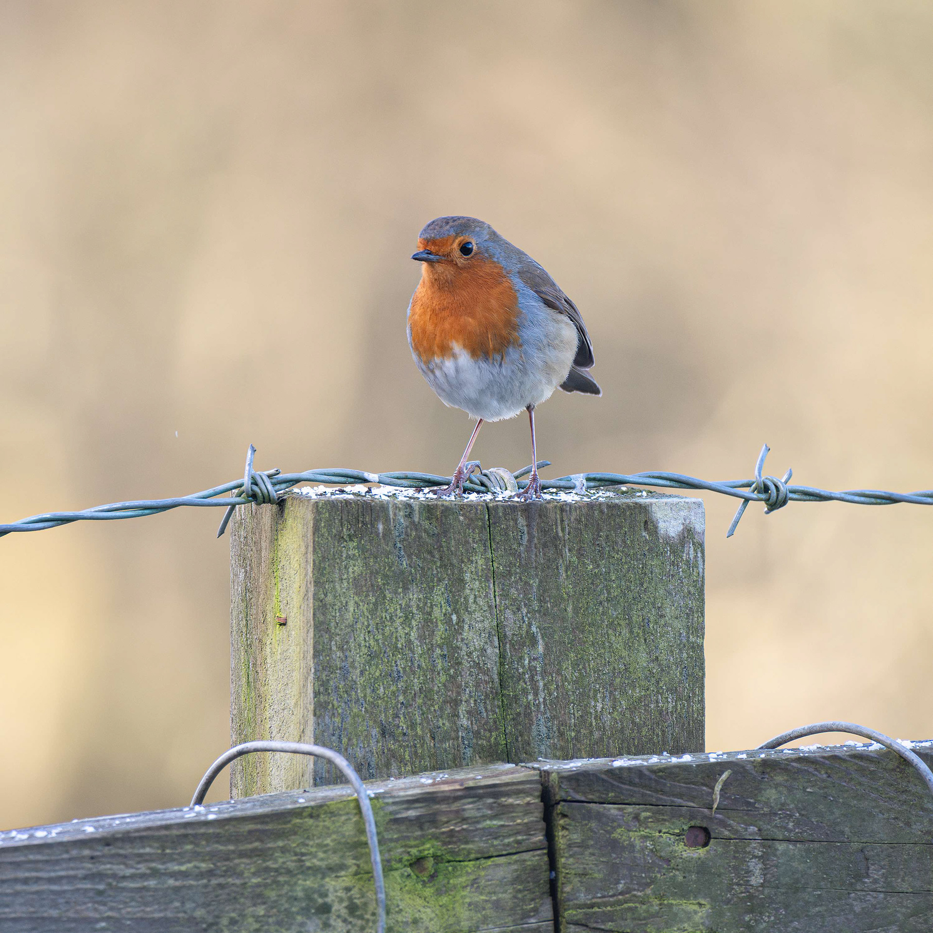 Robin