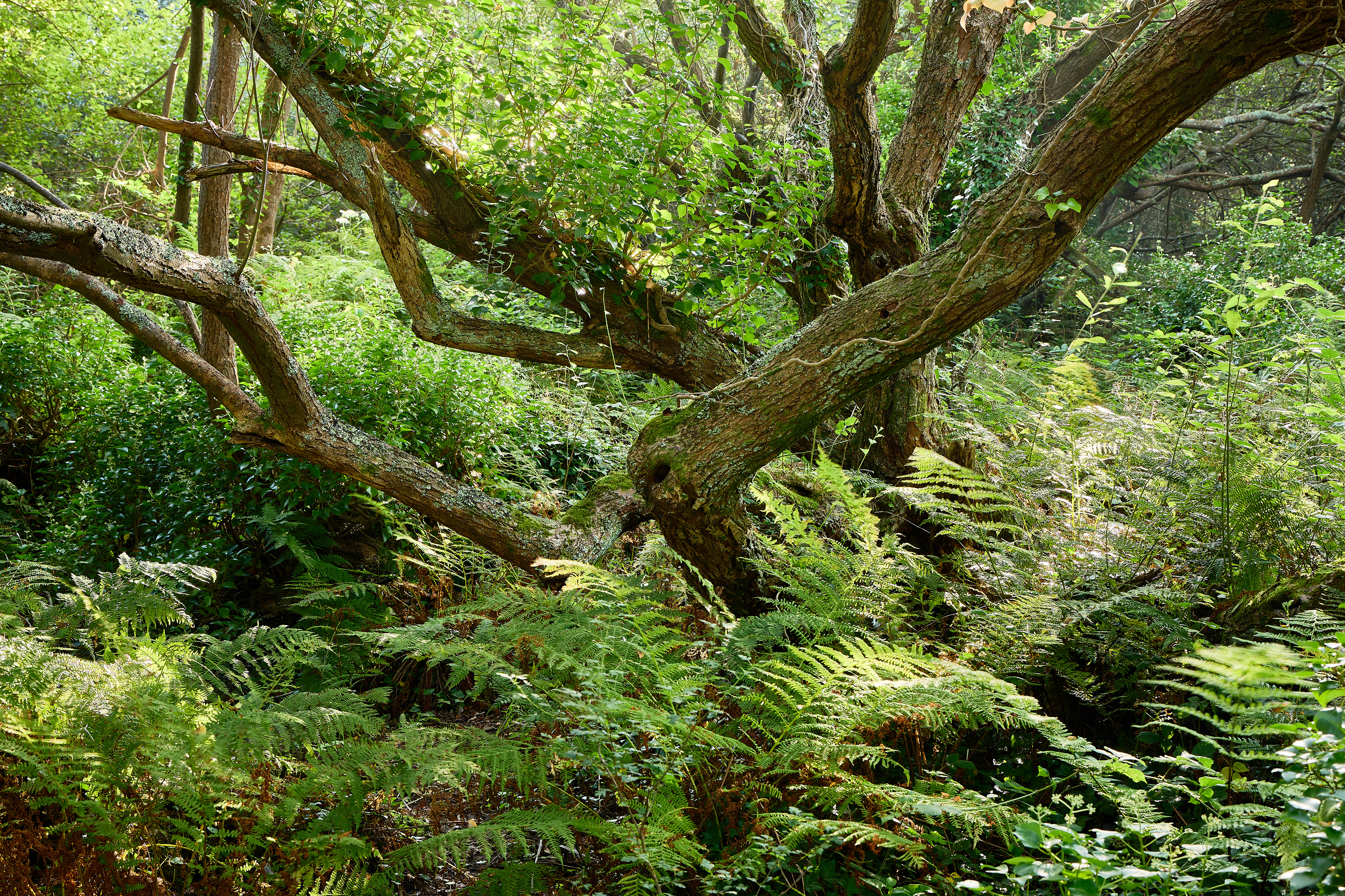 Lundy Wood, Cornwall