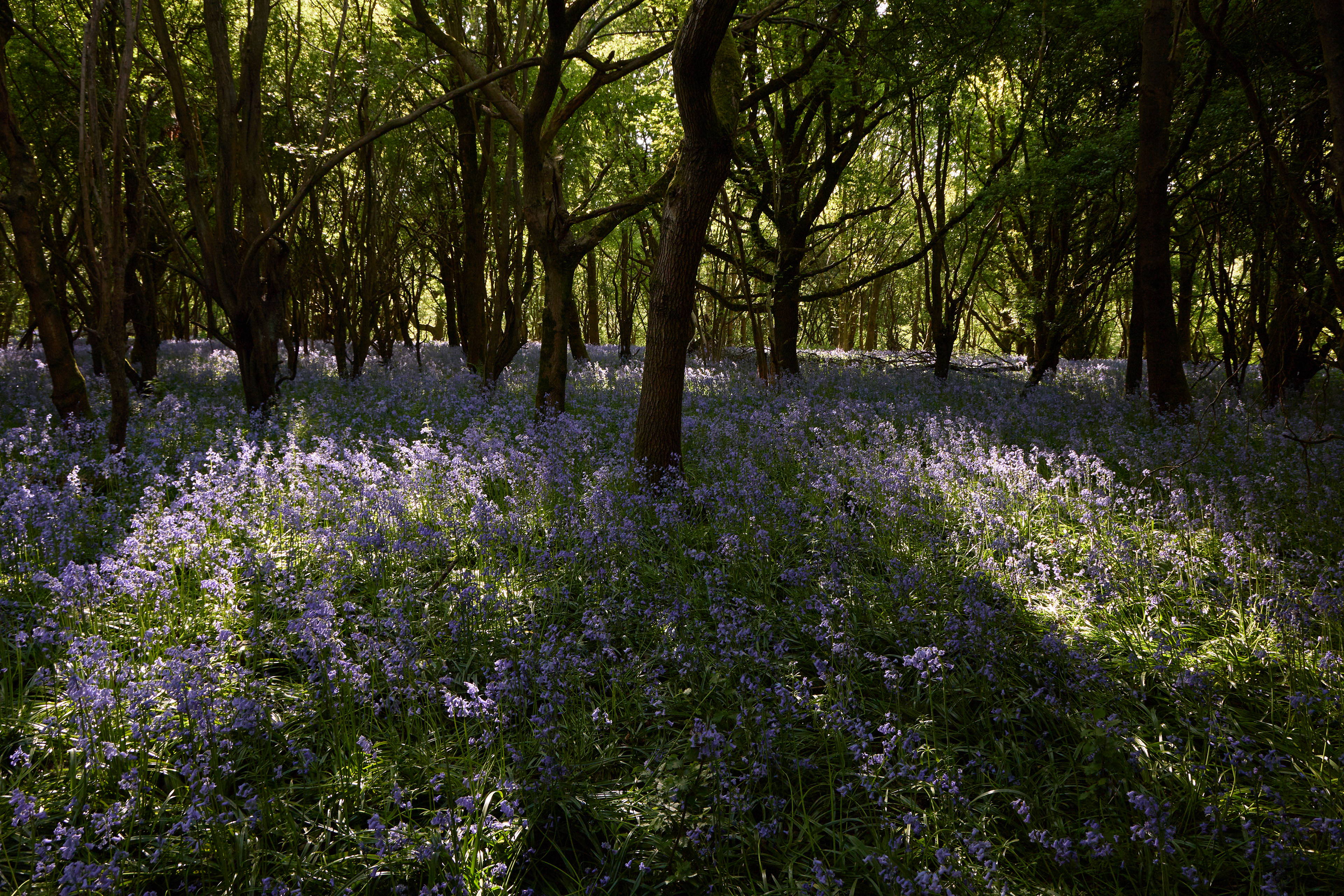 Bluebells in Hampton Wood