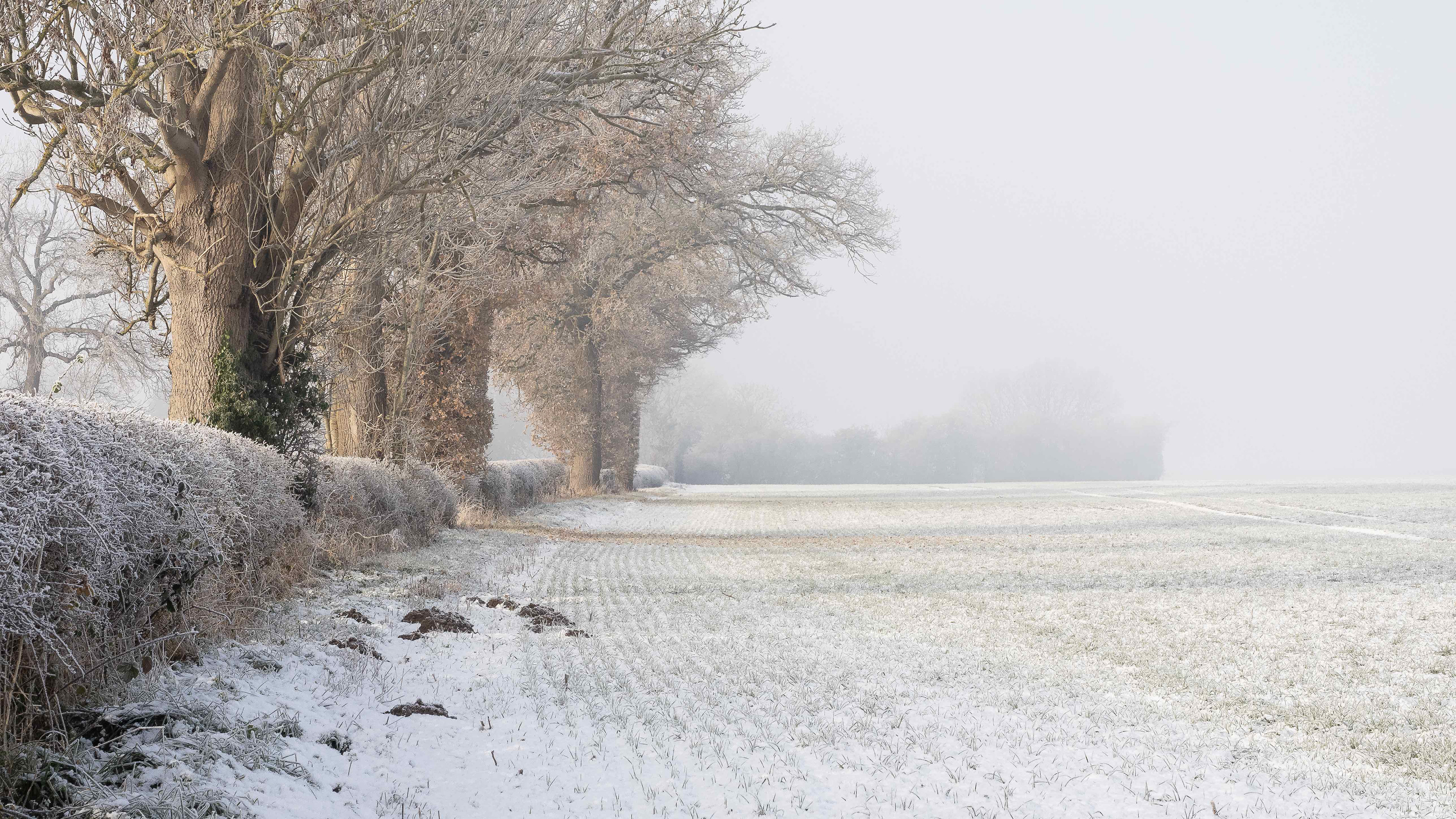Winter Morn