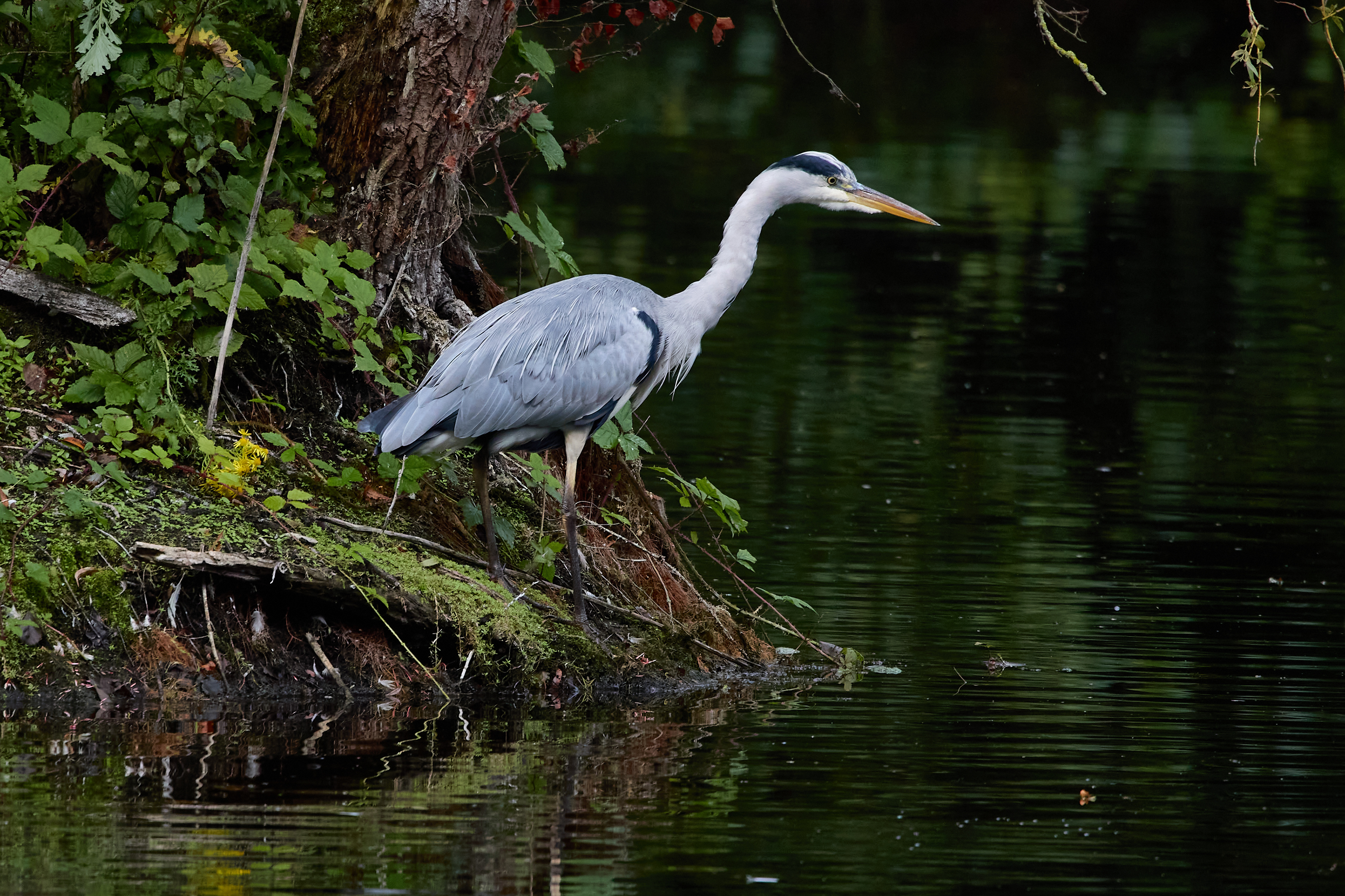 Grey Heron
