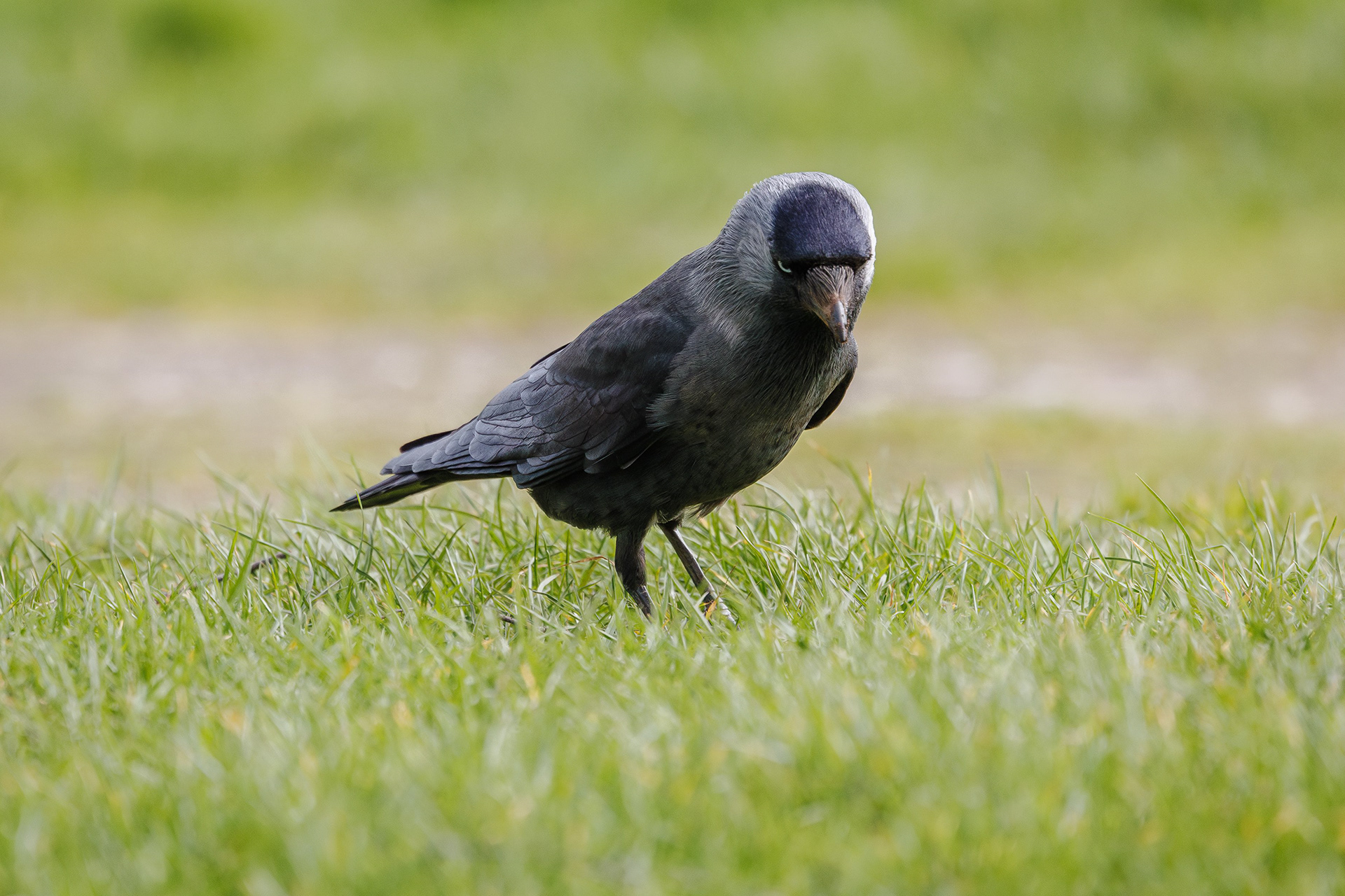 Jackdaw