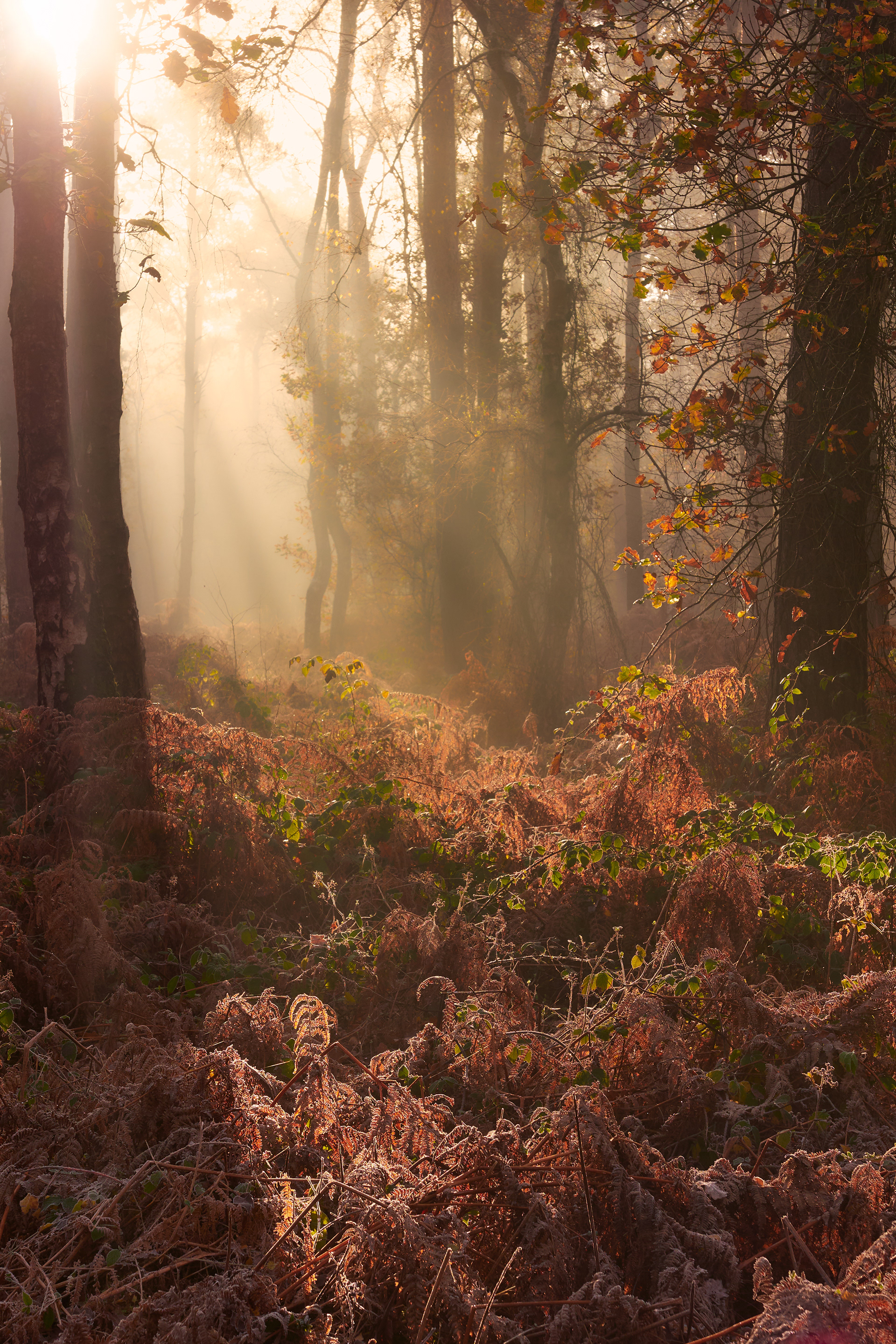 Autumn light in Oakley Wood 