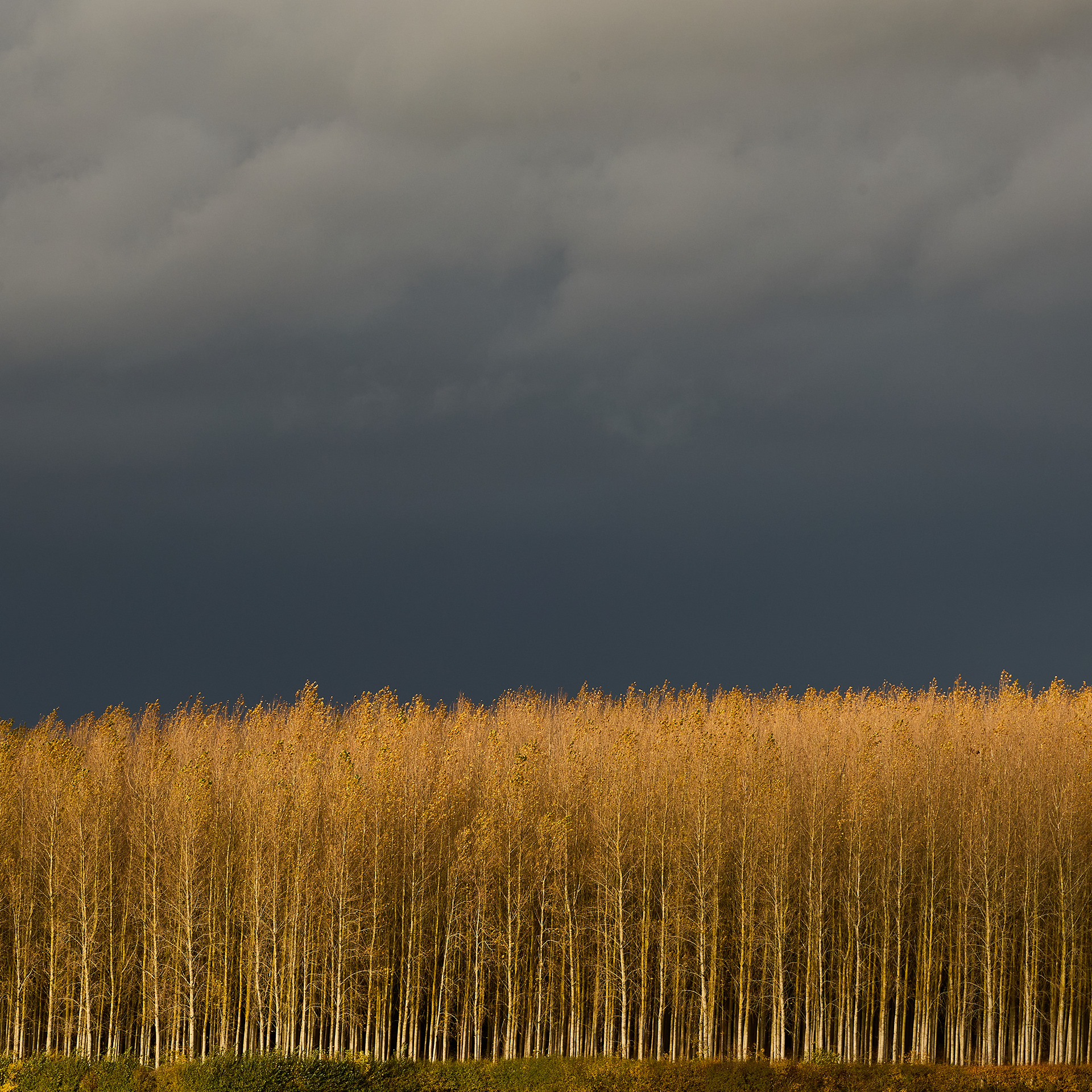 Larch Copse