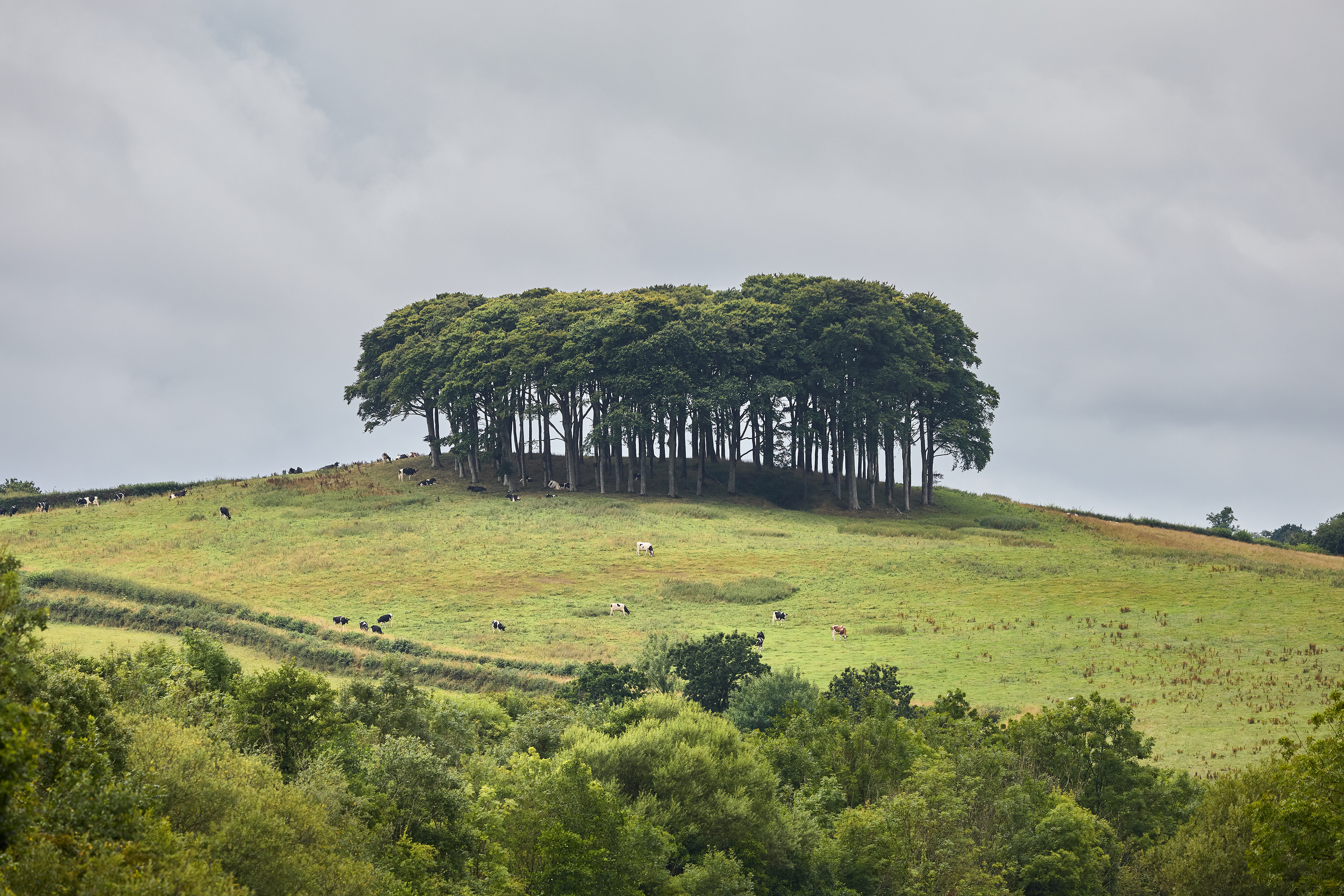 "Nearly Home Trees" on the Cornish border