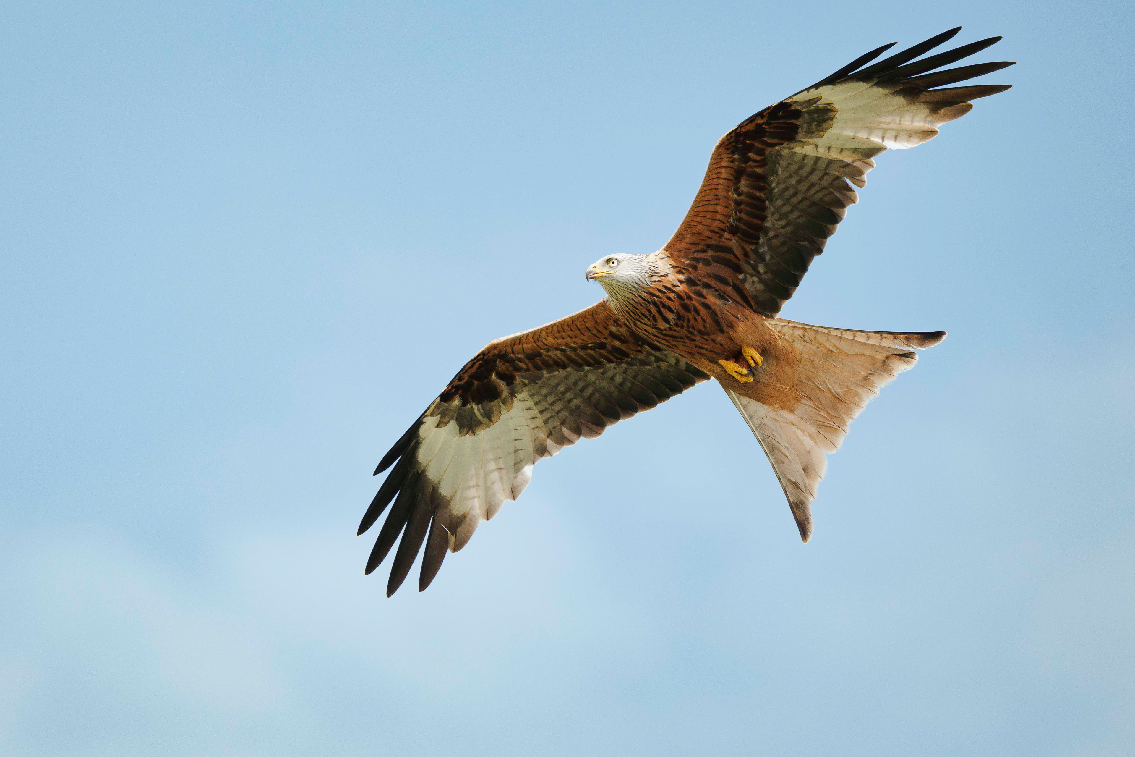 Red Kite