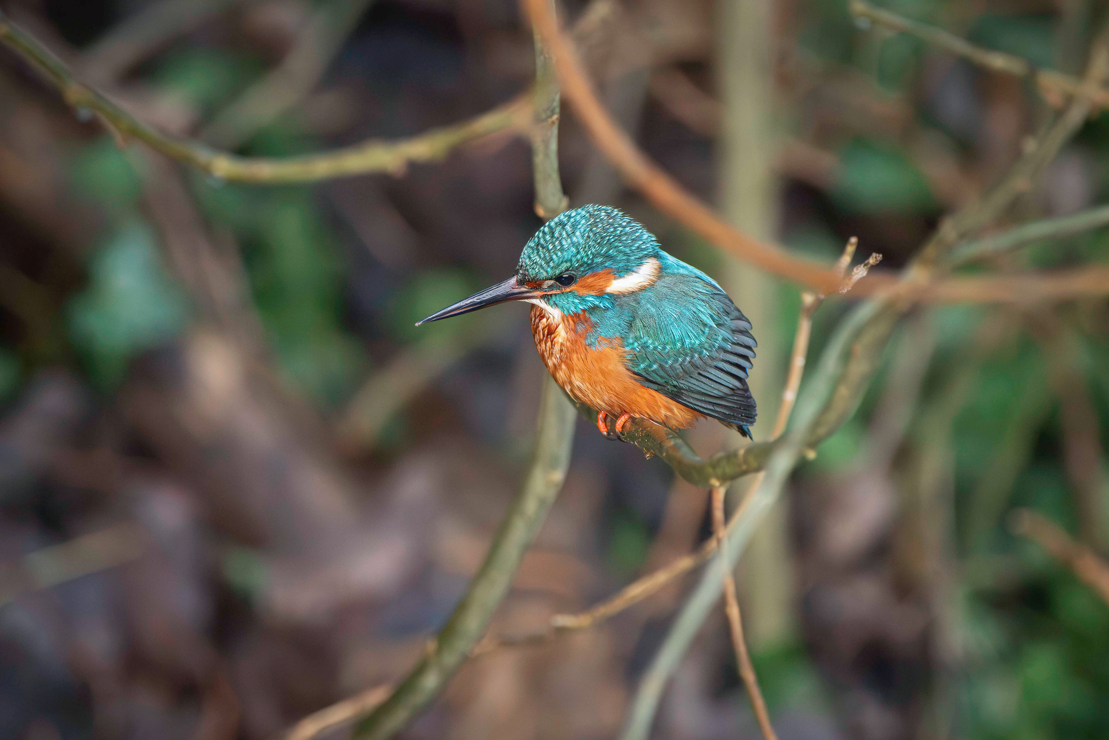 Kingfisher