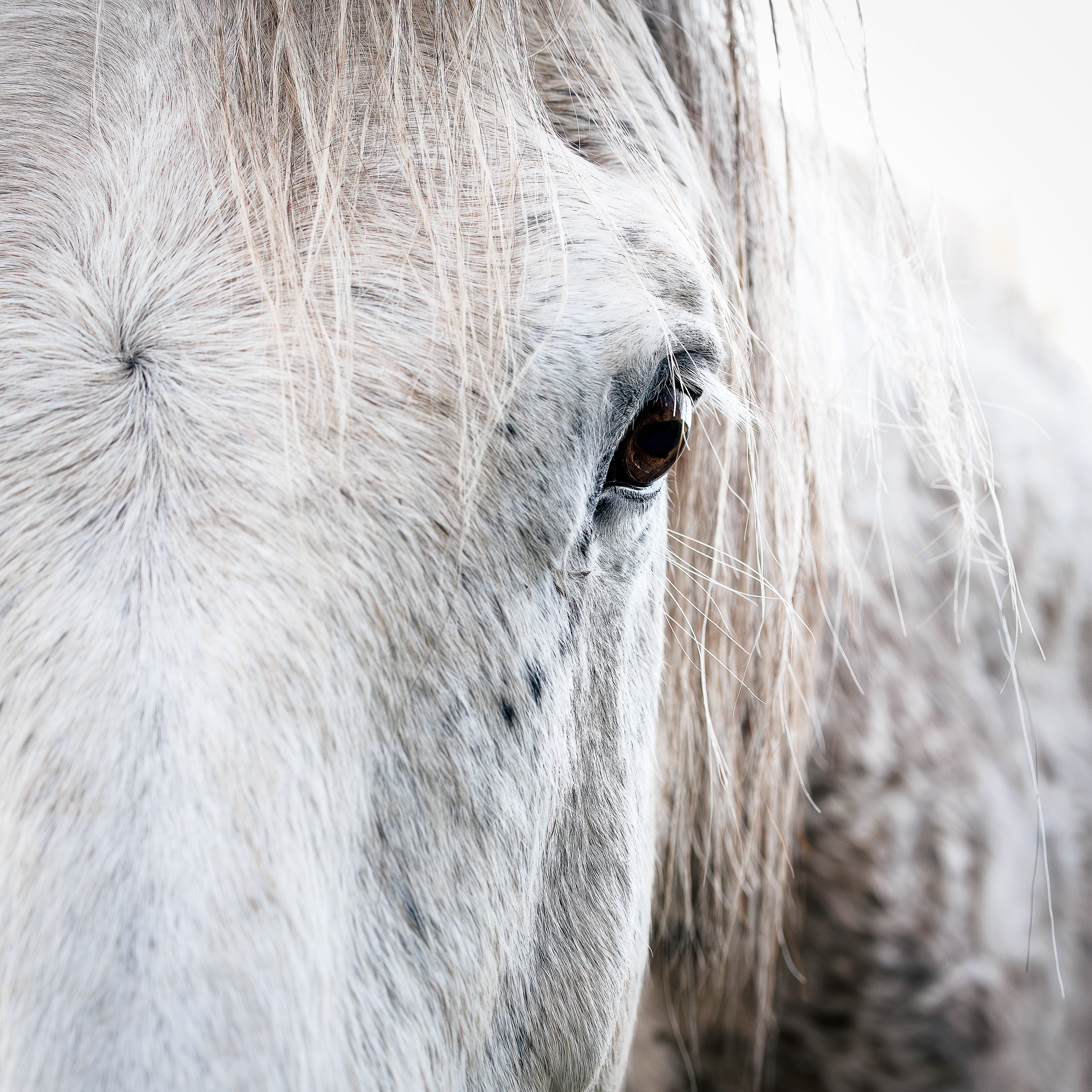 The Pale Horse