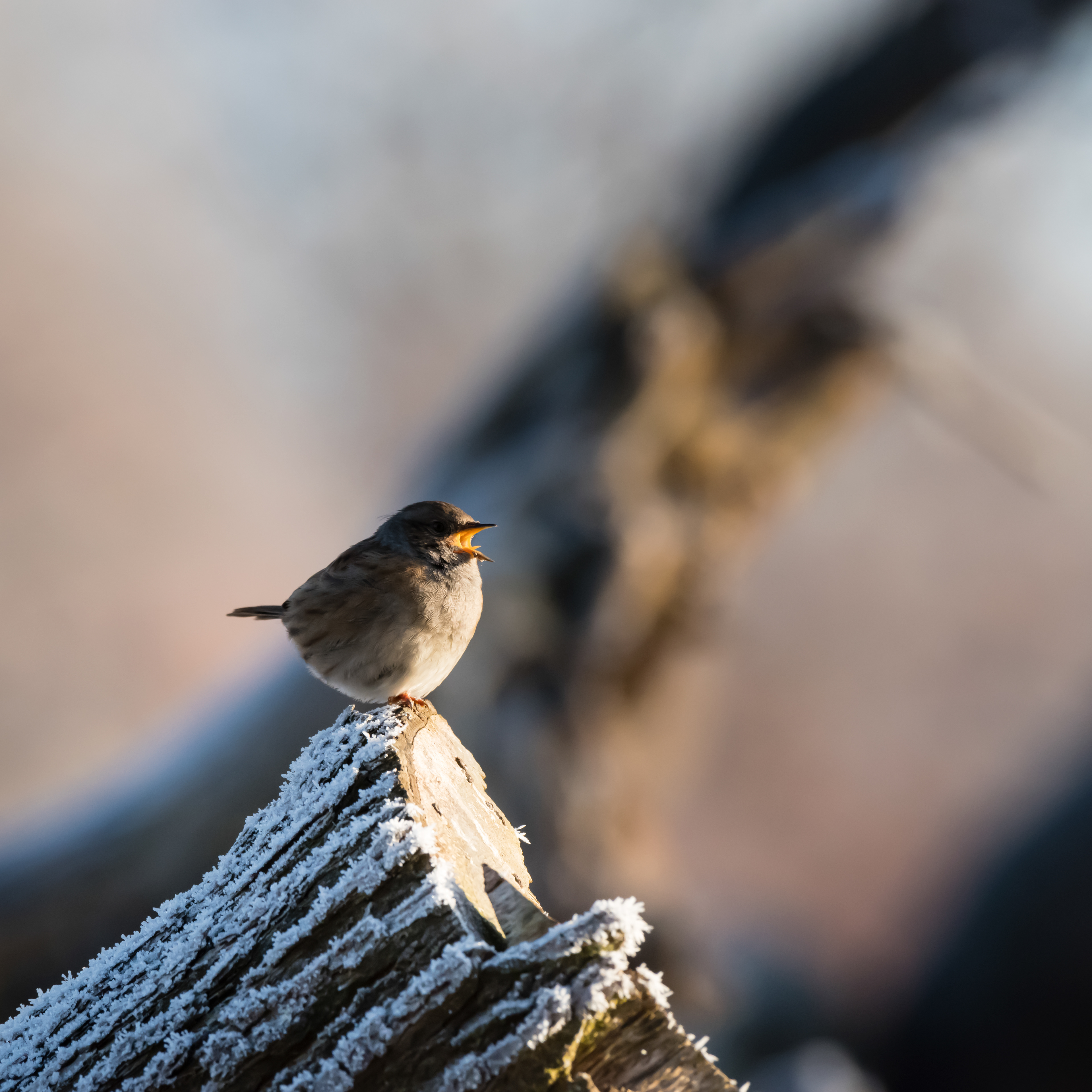Dunnock