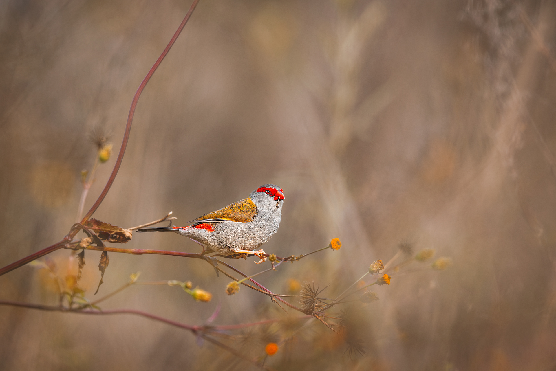 Red-browed Finch Neochmia temporalis