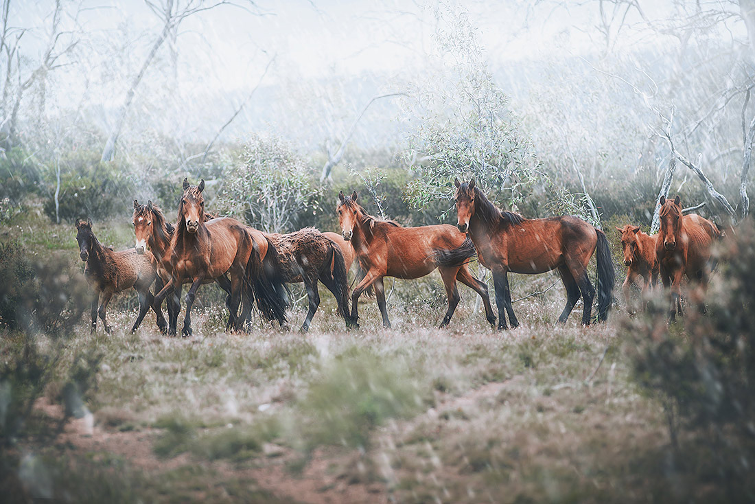 Australian Brumby; Brumby mob; wild horse 