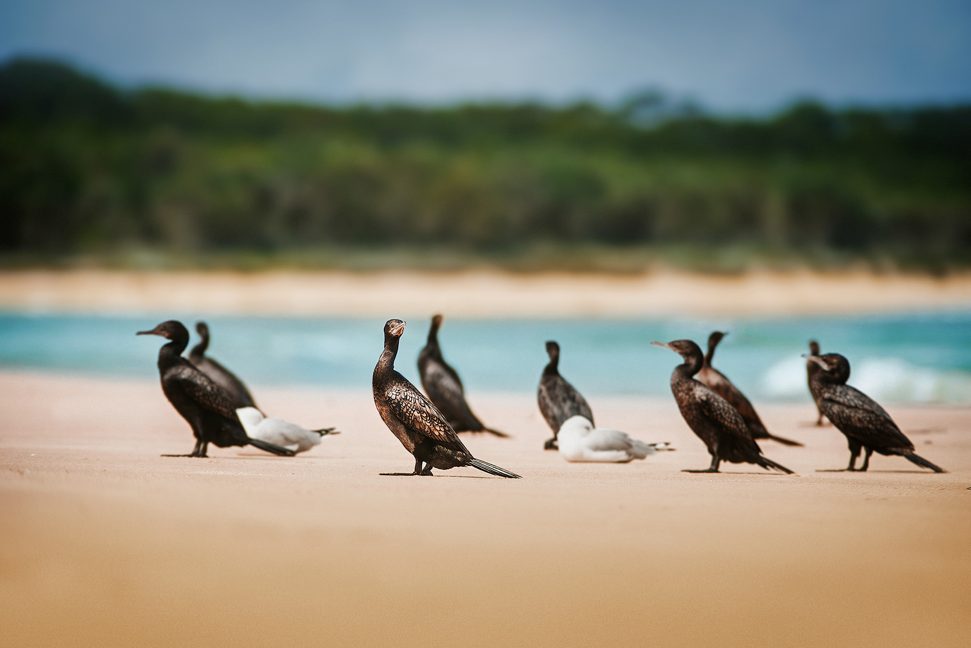 Cormorant on a beach, Australia