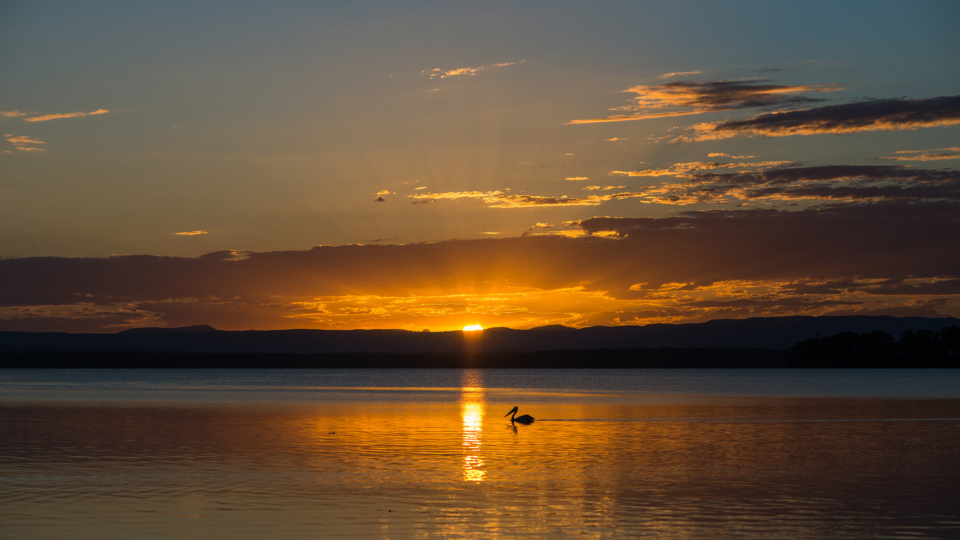 sunset over lake, pelican, 
