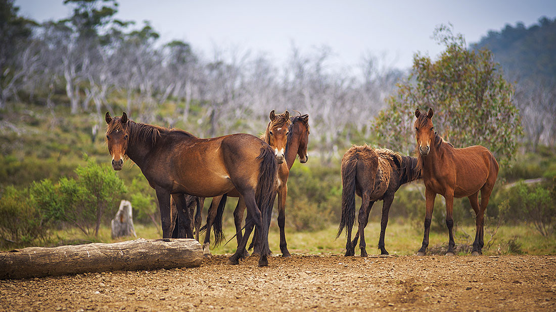 Australian Brumby; Brumby mob; wild horse 