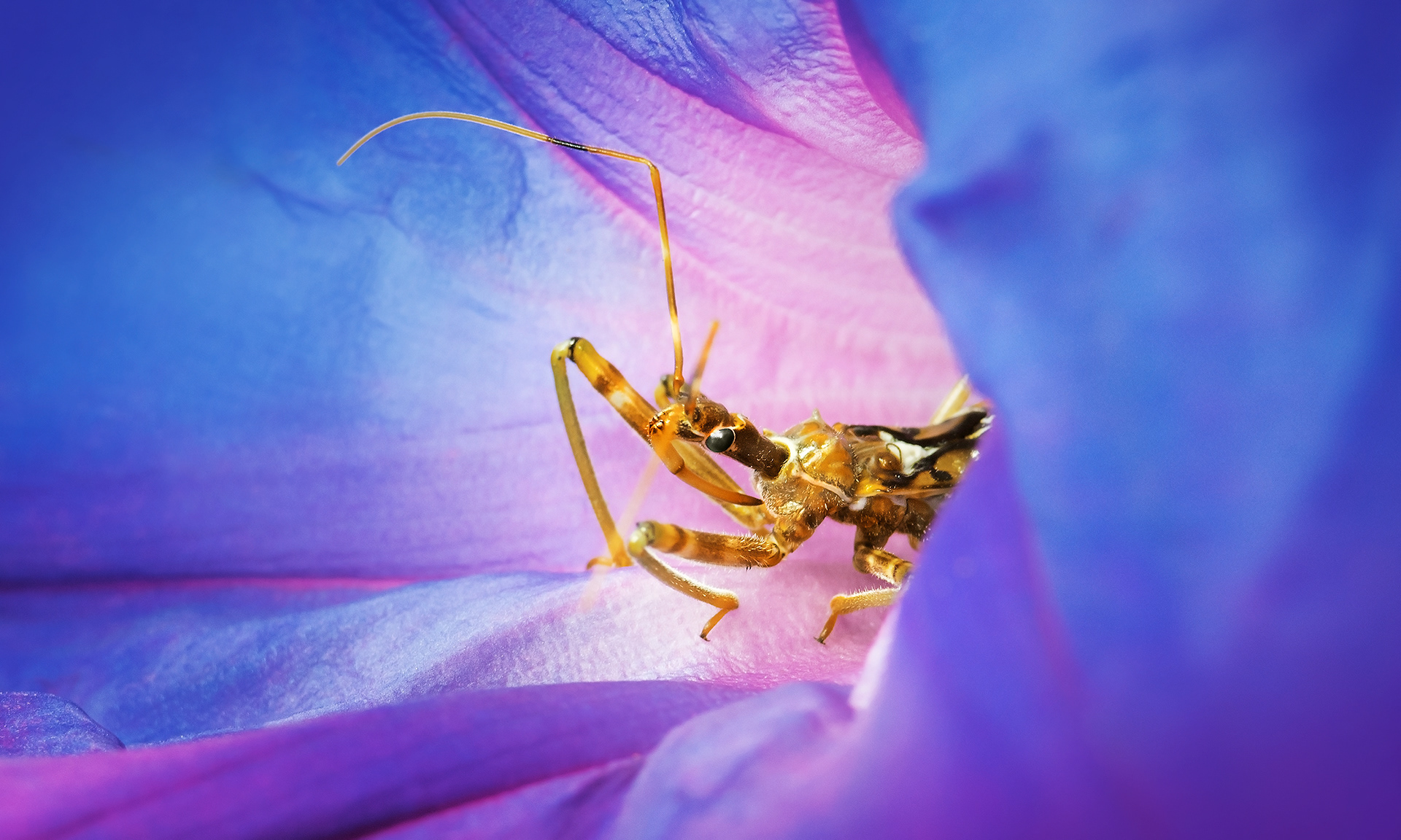 Assassin bug, 