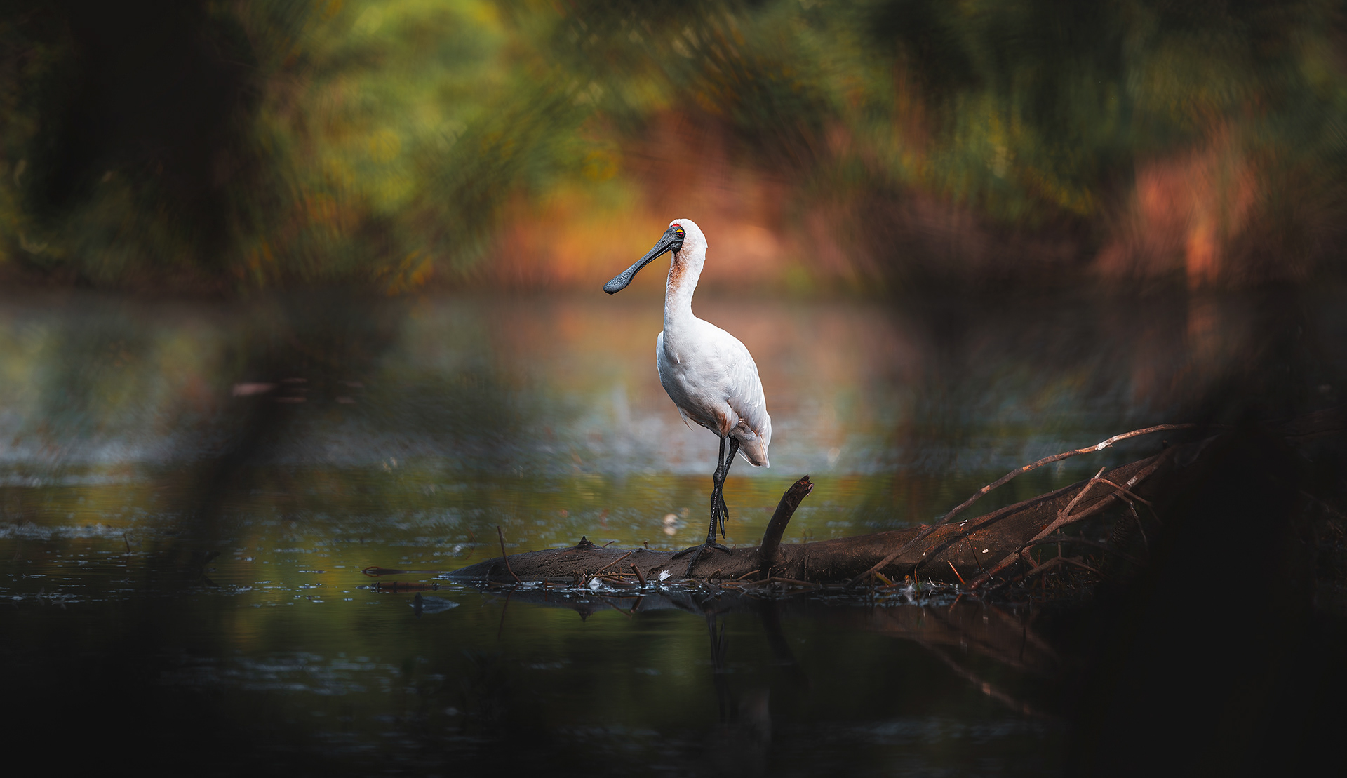 Royal Spoonbill