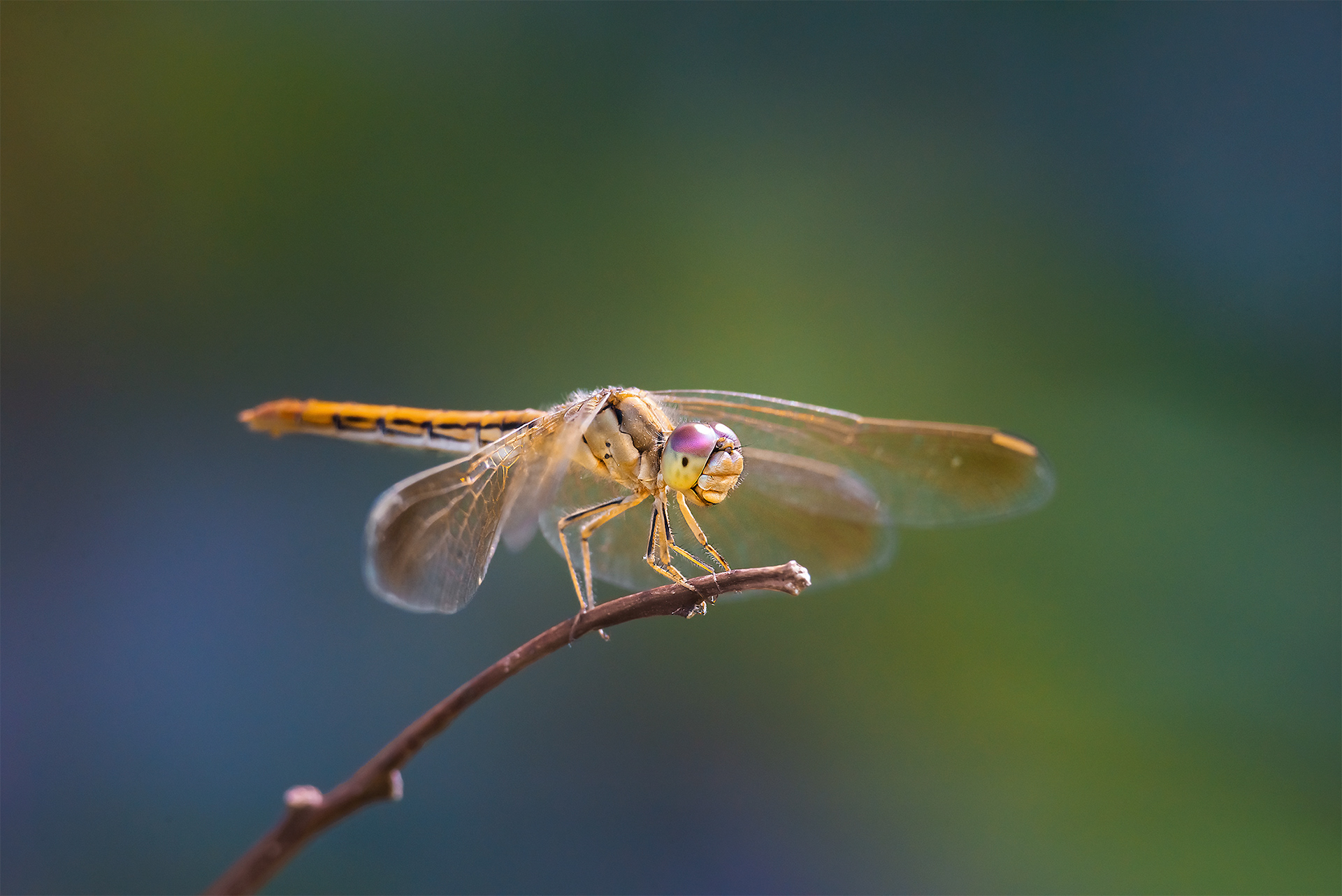 dragonfly