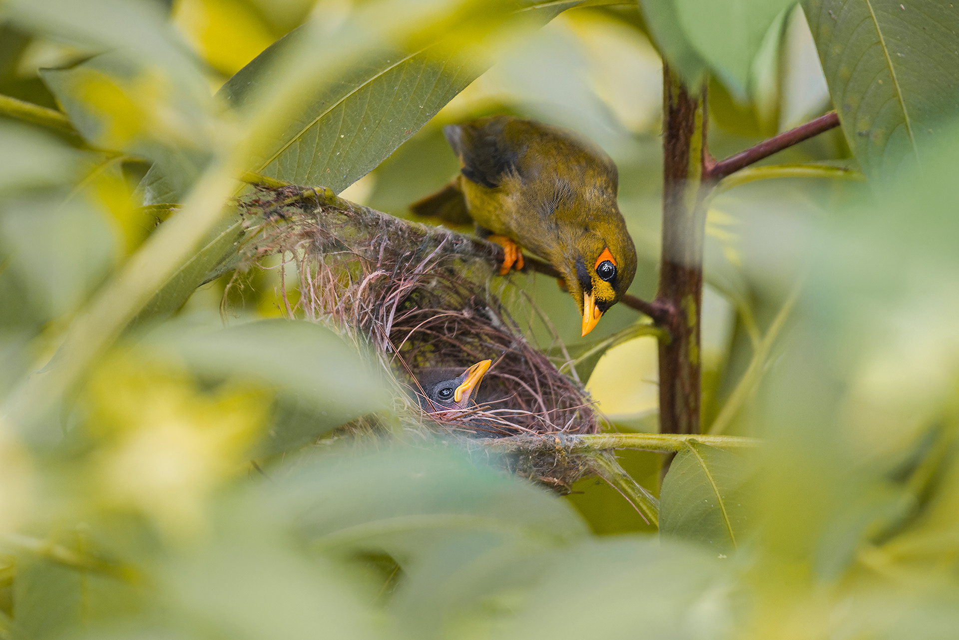 Bell miner, Bell miner nest, bell miner chick