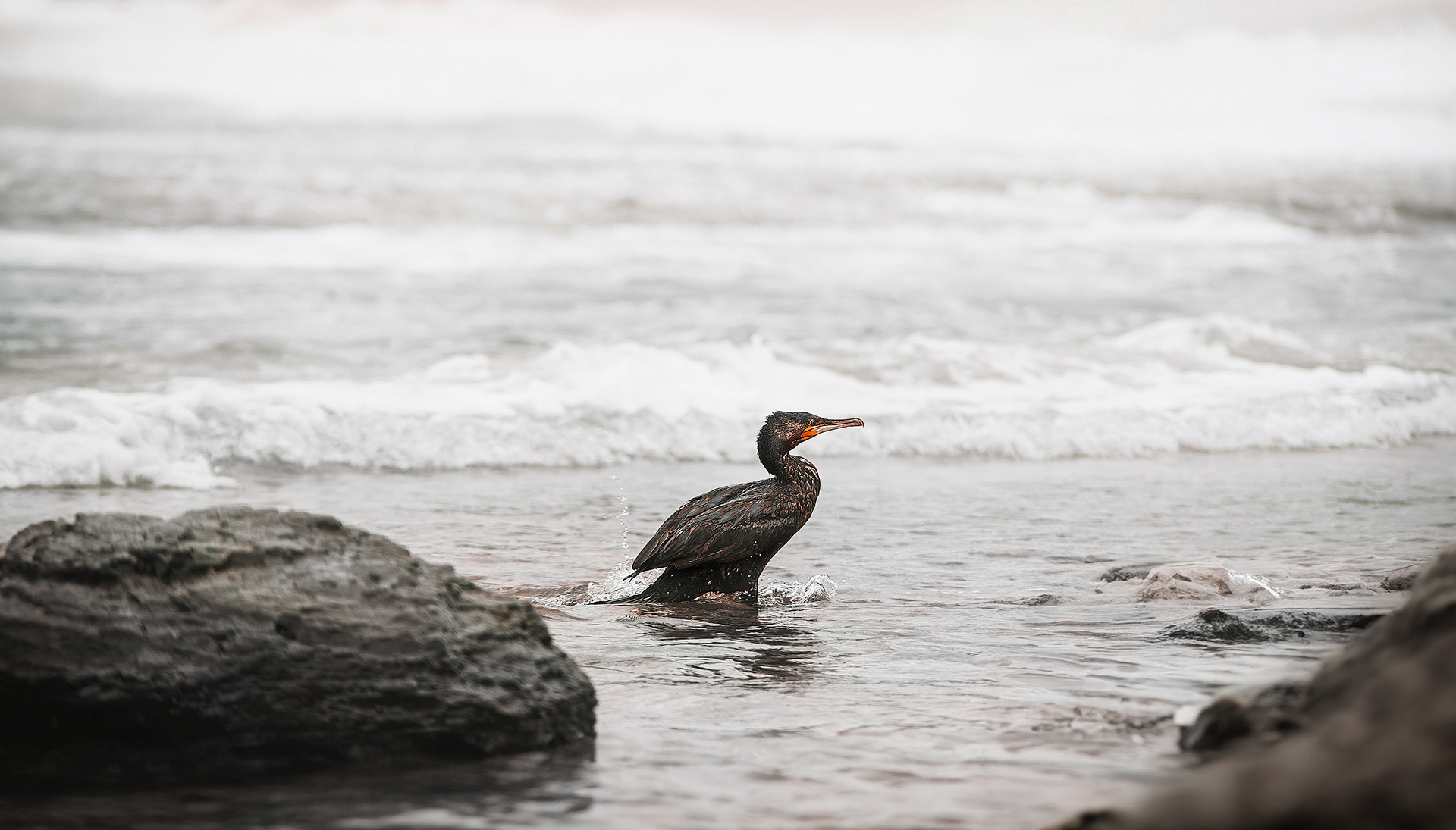 Great Cormorant