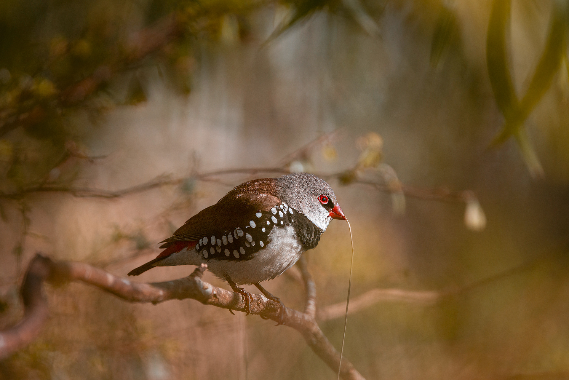 diamond firetail, estrildid finch