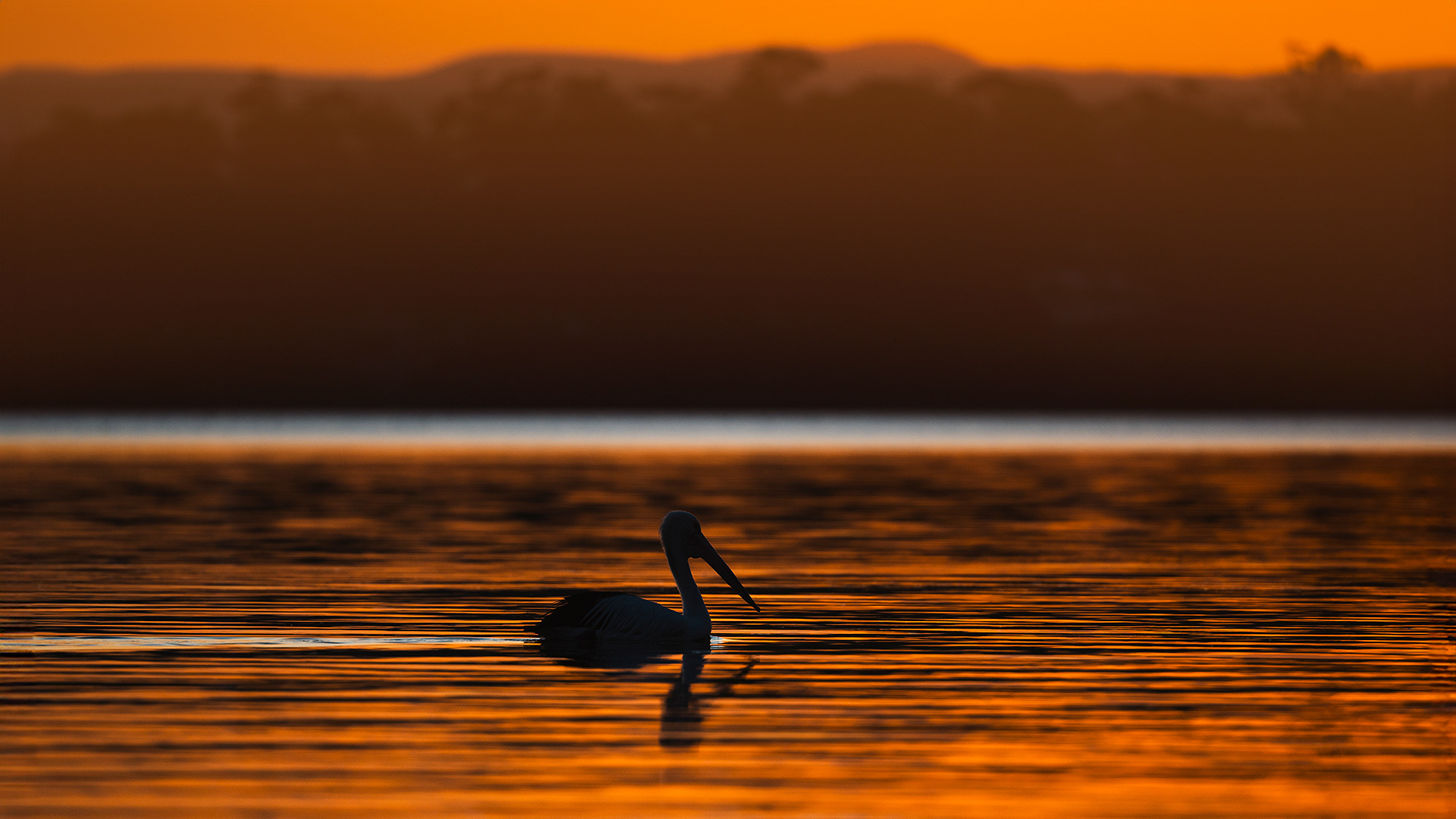 australian pelican, sunset