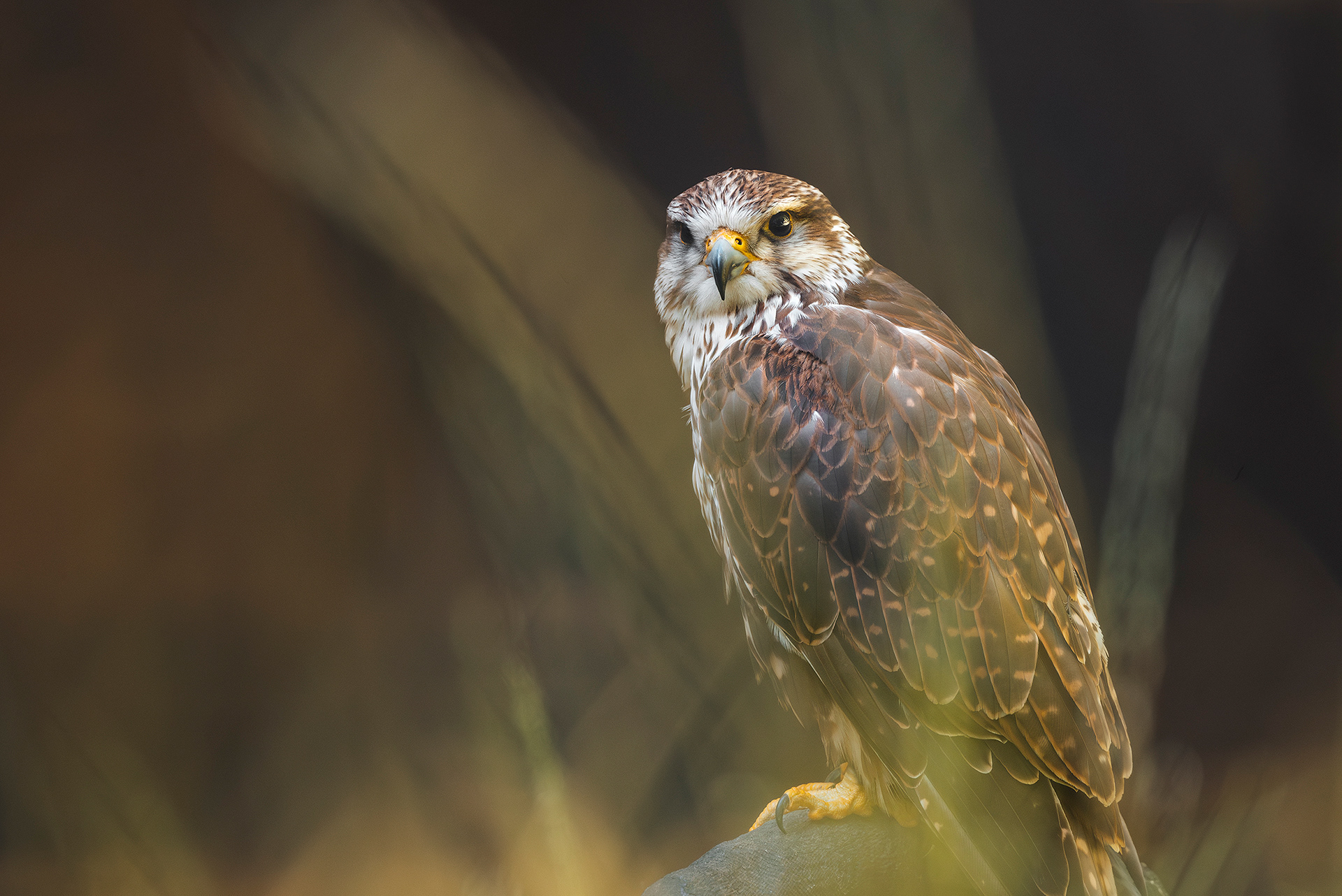 Peregrine falcon, wildlife, bird of prey,