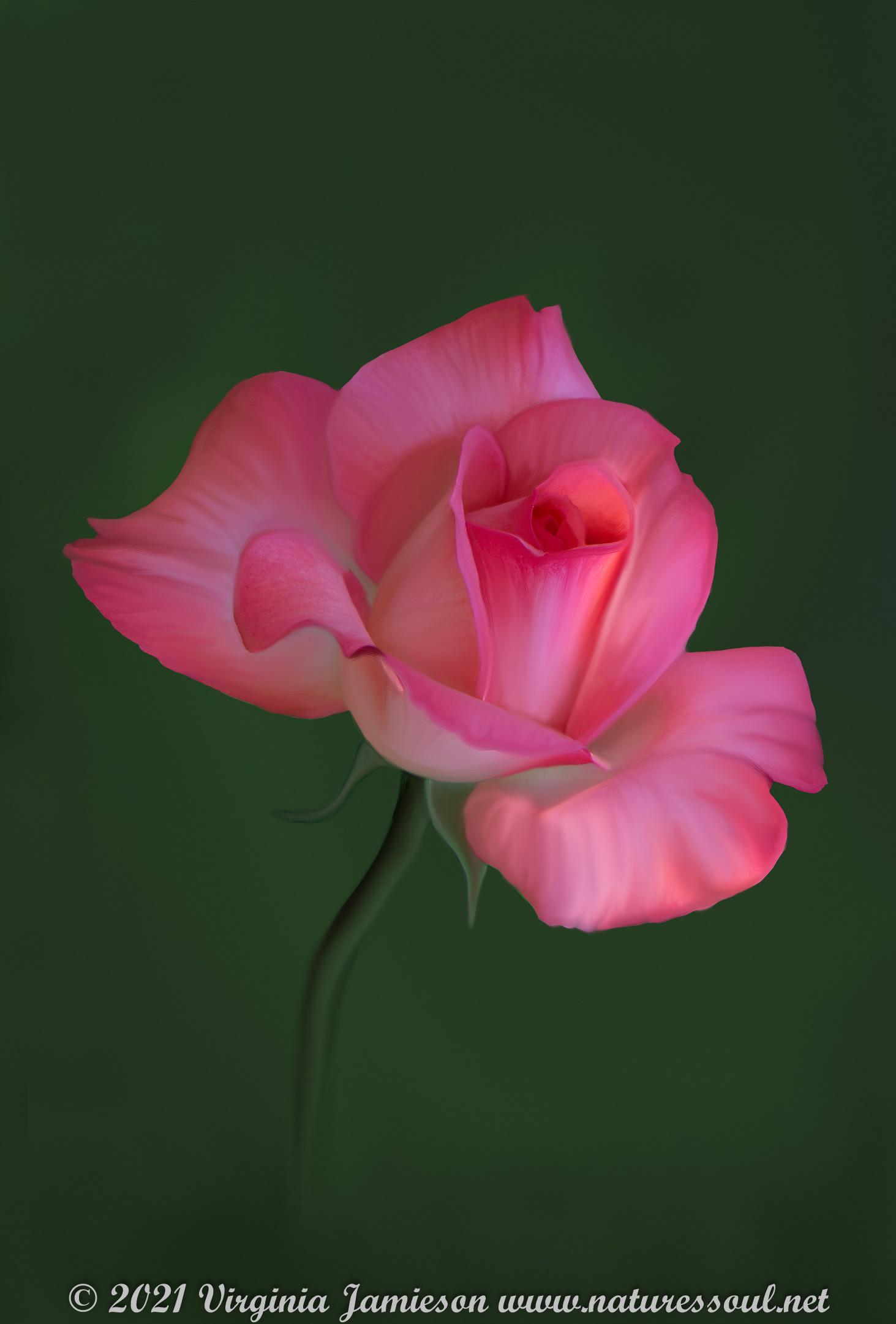 Painted pink rose