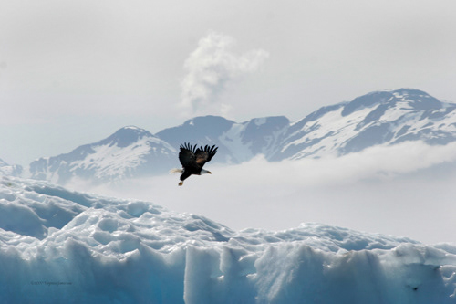 Flight of the Eagle; Alaska; UA-92916515-1